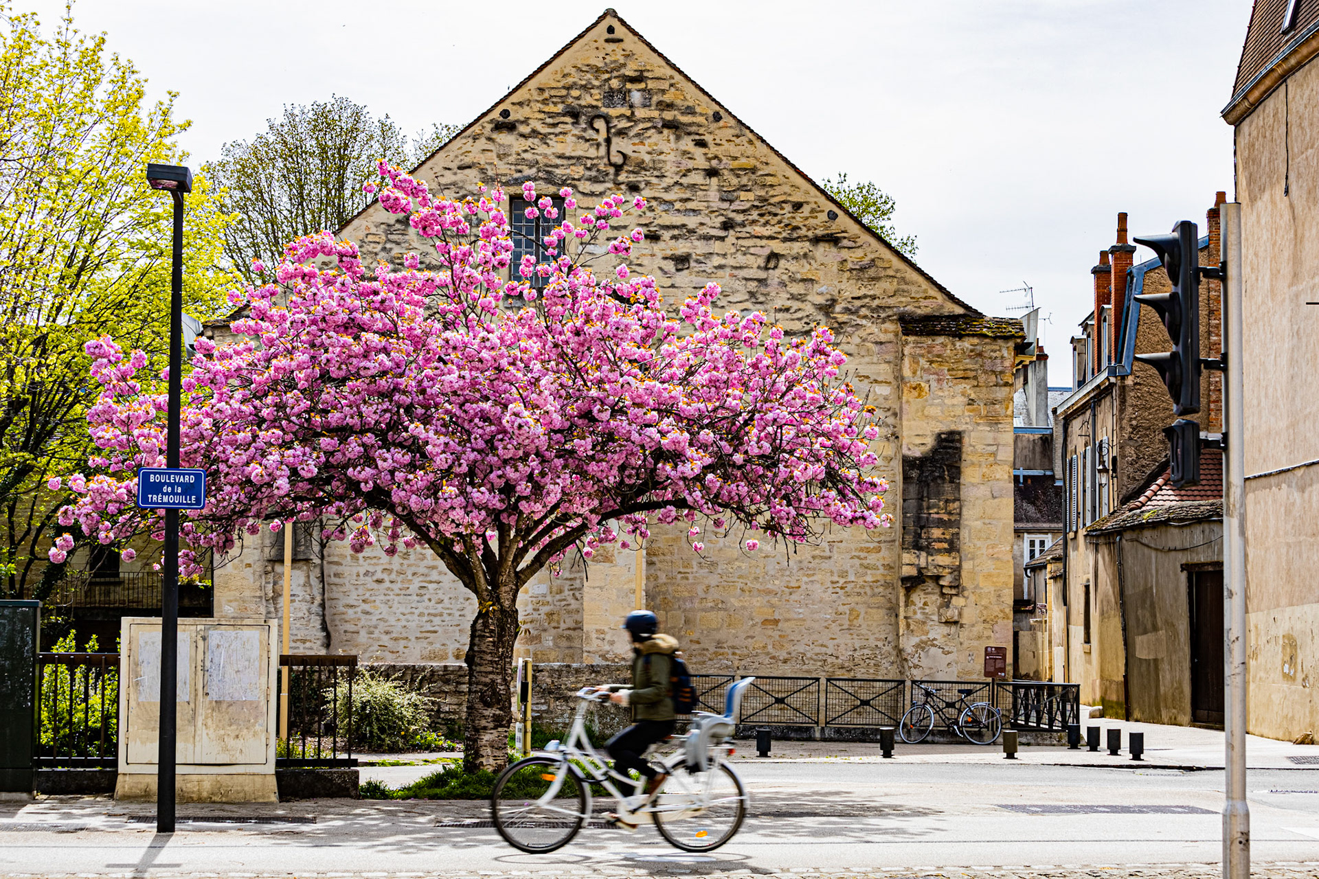 Cerisier en fleurs à Dijon devant le Cellier de Clairvaux et une cycliste qui passe devant.