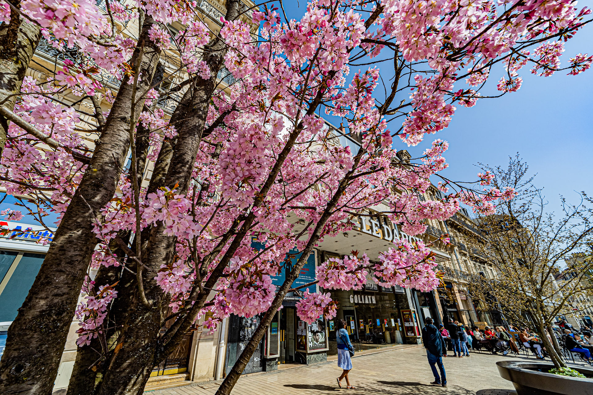 Sakura devant le cinéma Darcy à Dijon en fleur au début du printemps.