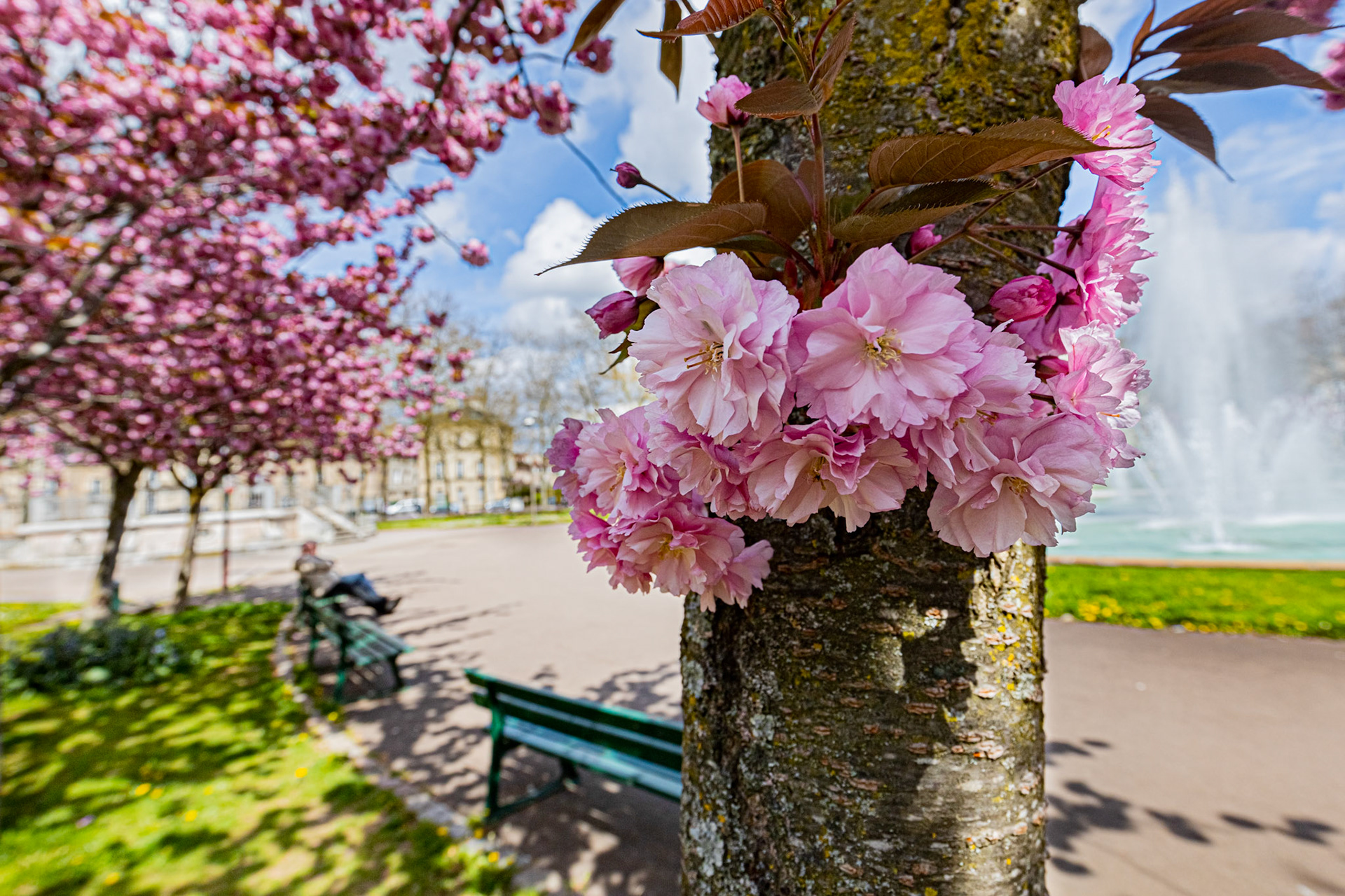 La place Wilson à Dijon aux couleurs du printemps et ses cerisiers japonais en fleur. La fontaine, le Kiosque, les bancs publics.