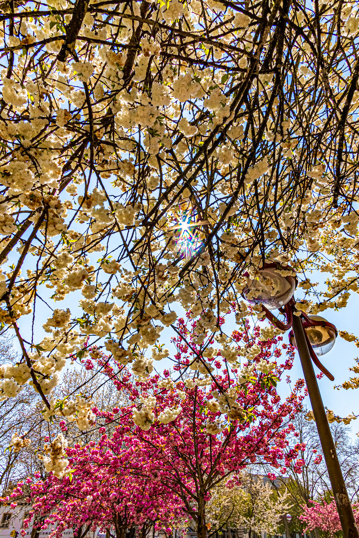 La place Wilson aux couleurs du printemps et ses cerisiers japonais en fleur.