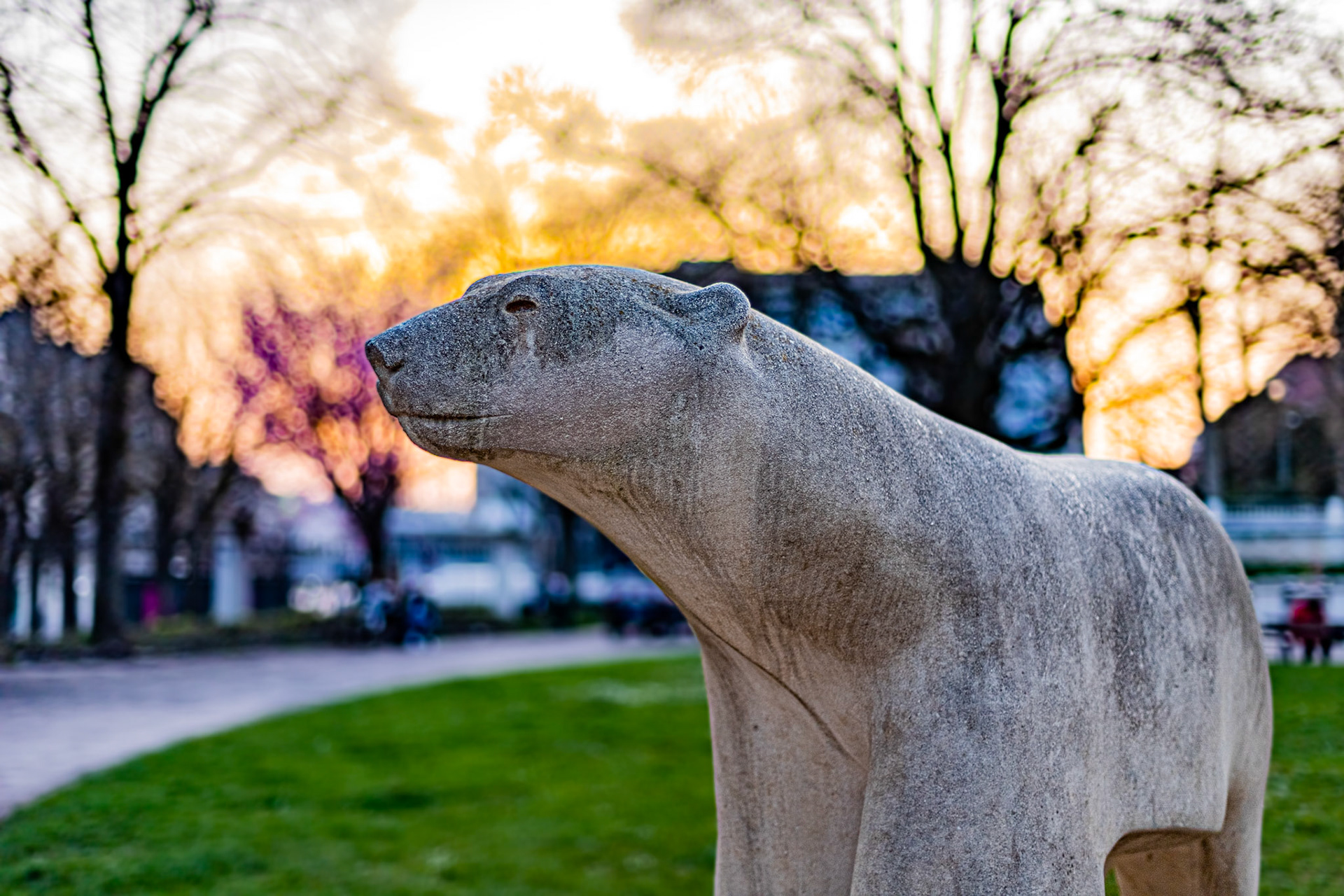 La sculpture de l'ours Pompon le nez dans un arbre en fleur au coucher de soleil au printemps.