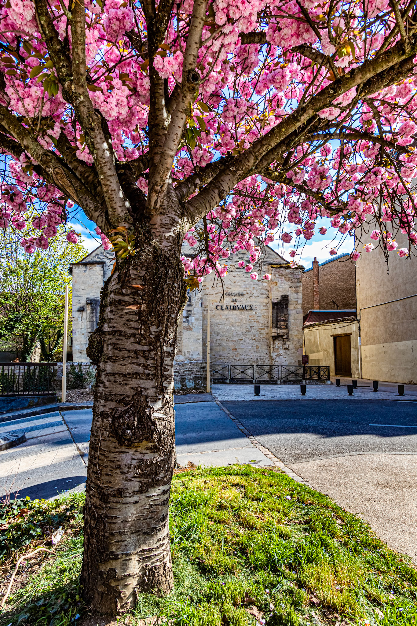 Cerisier en fleurs à Dijon devant le Cellier de Clairvaux