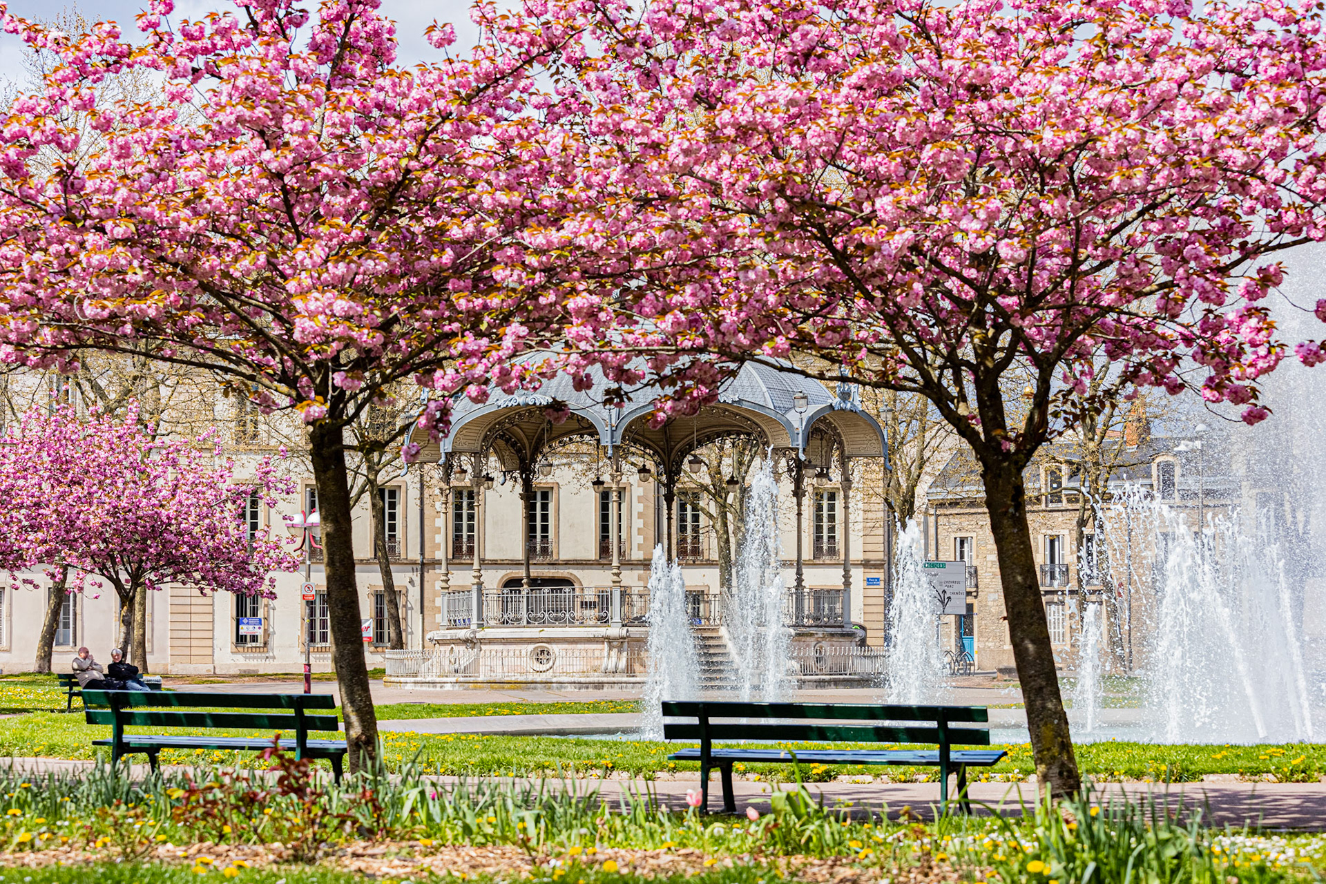 La place Wilson à Dijon aux couleurs du printemps et ses cerisiers japonais en fleur. La fontaine, le Kiosque, les bancs publics.