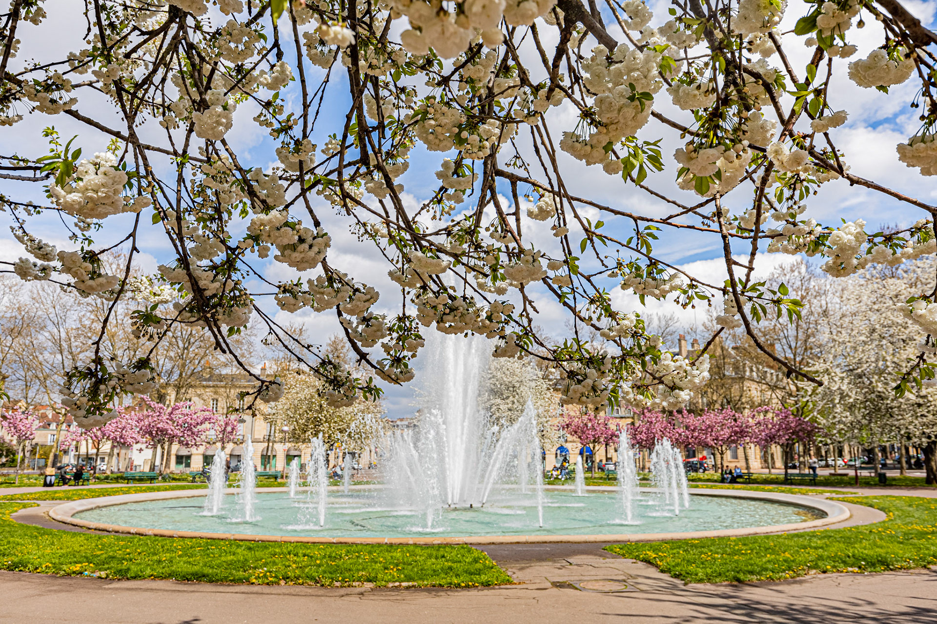 La place Wilson à Dijon aux couleurs du printemps et ses cerisiers japonais en fleur. La fontaine, le Kiosque, les bancs publics.