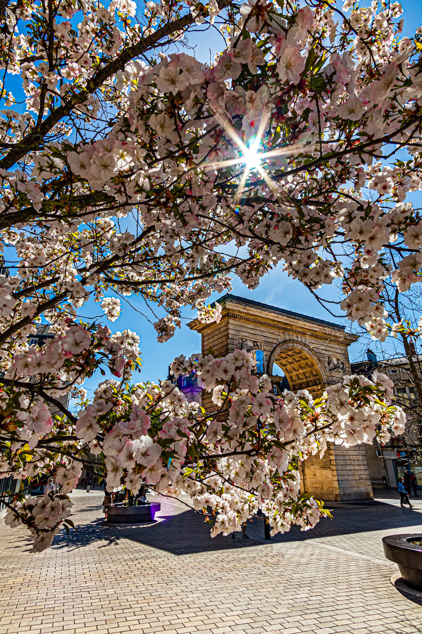 Soleil place Darcy à travers un cerisier du Japon et Porte Guillaume, au printemps.