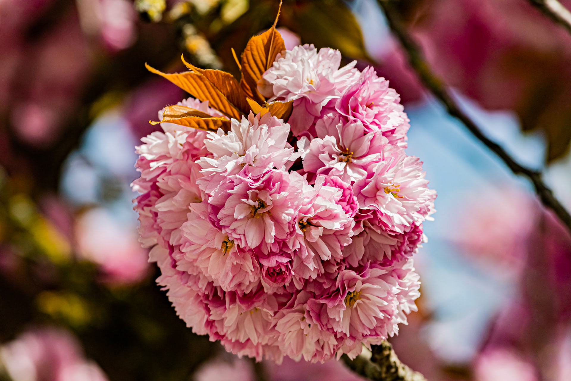 Cerisier en fleurs à Dijon devant le Cellier de Clairvaux