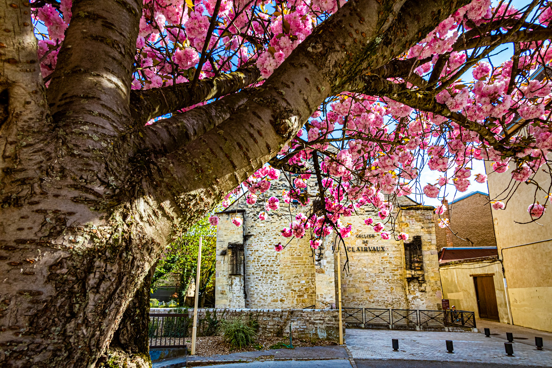 Cerisier en fleurs à Dijon devant le Cellier de Clairvaux