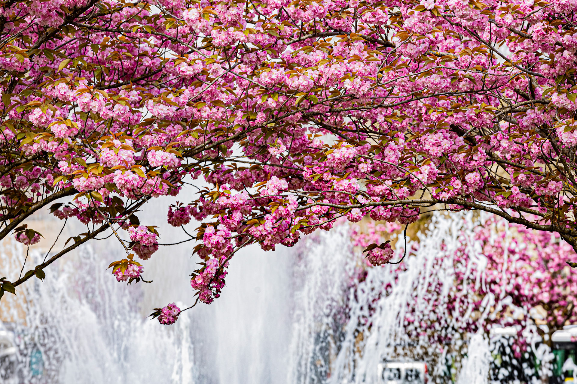 La place Wilson aux couleurs du printemps et ses cerisiers japonais en fleur.