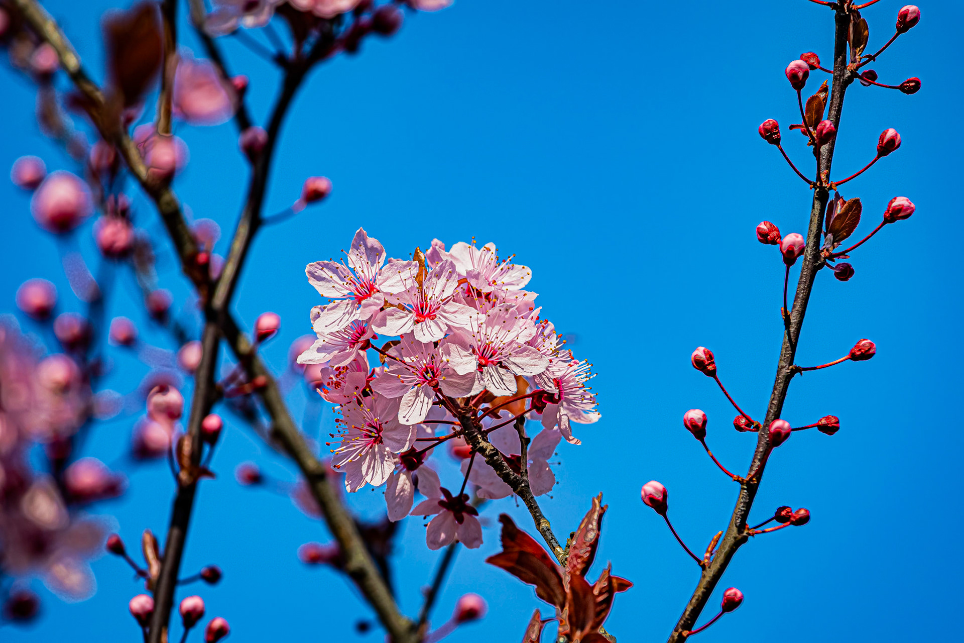 Le printemps arrive et colore les villes.