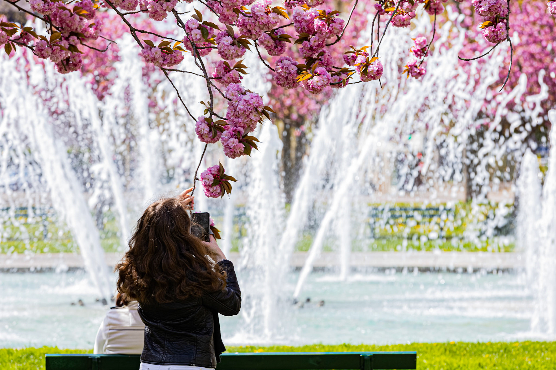 La place Wilson à Dijon aux couleurs du printemps et ses cerisiers japonais en fleur. La fontaine, le Kiosque, les bancs publics.