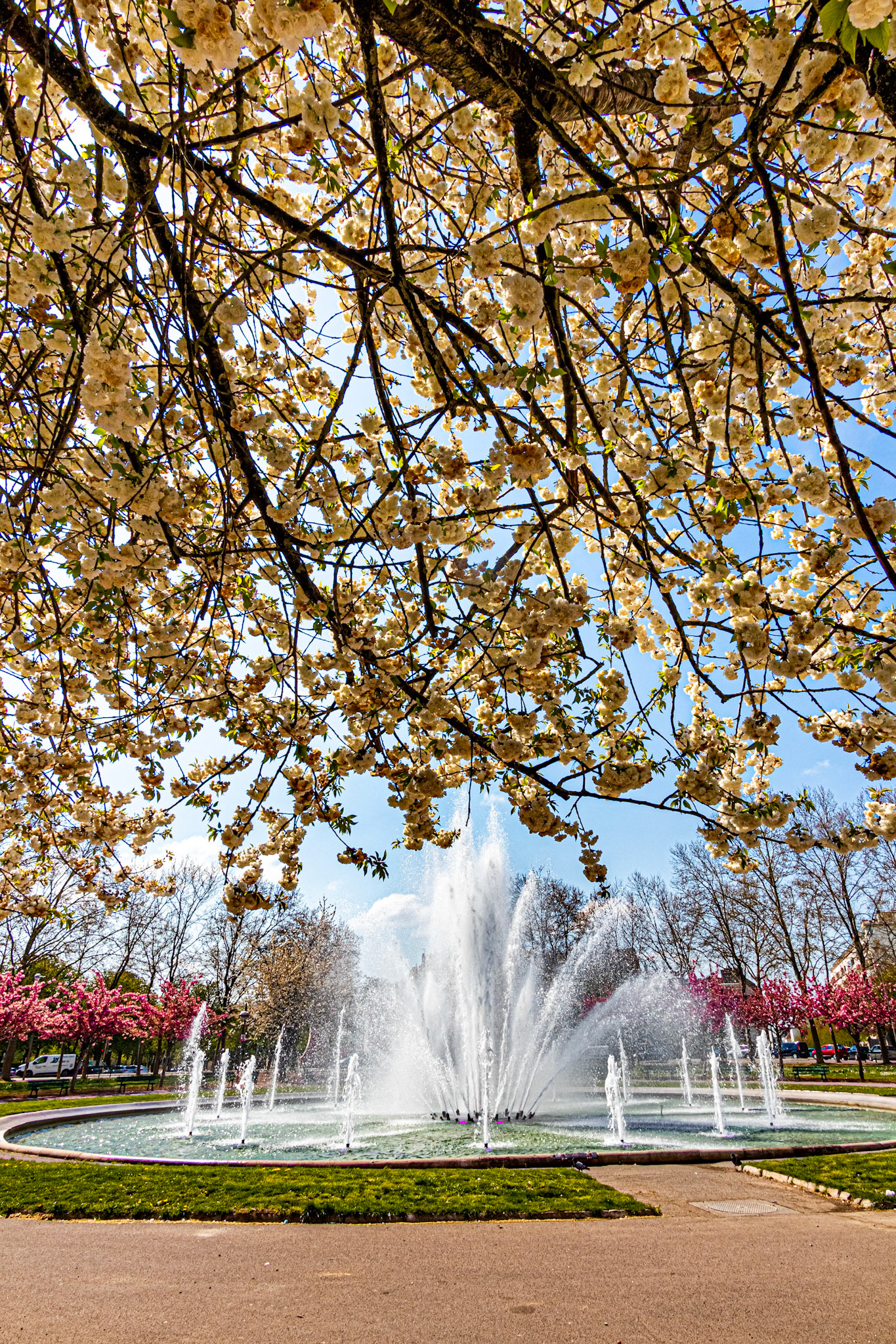 La place Wilson aux couleurs du printemps et ses cerisiers japonais en fleur.