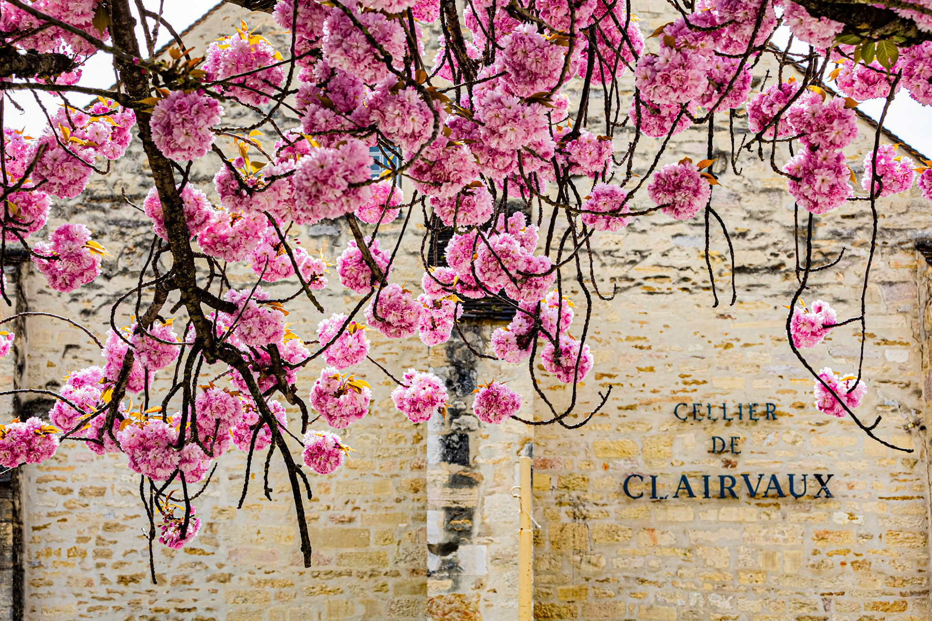 Cerisier en fleurs à Dijon devant le Cellier de Clairvaux