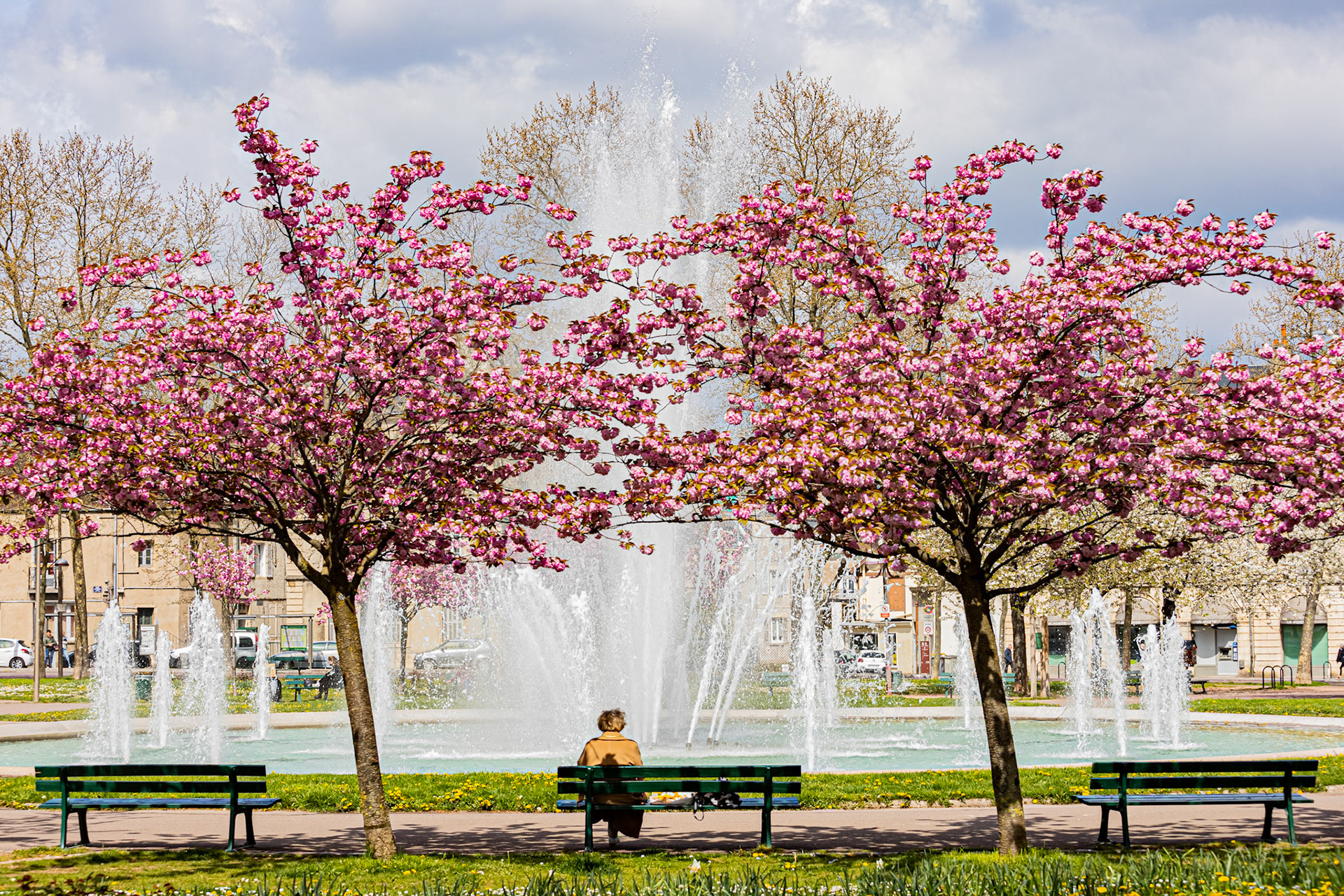 La place Wilson à Dijon aux couleurs du printemps et ses cerisiers japonais en fleur. La fontaine, le Kiosque, les bancs publics.