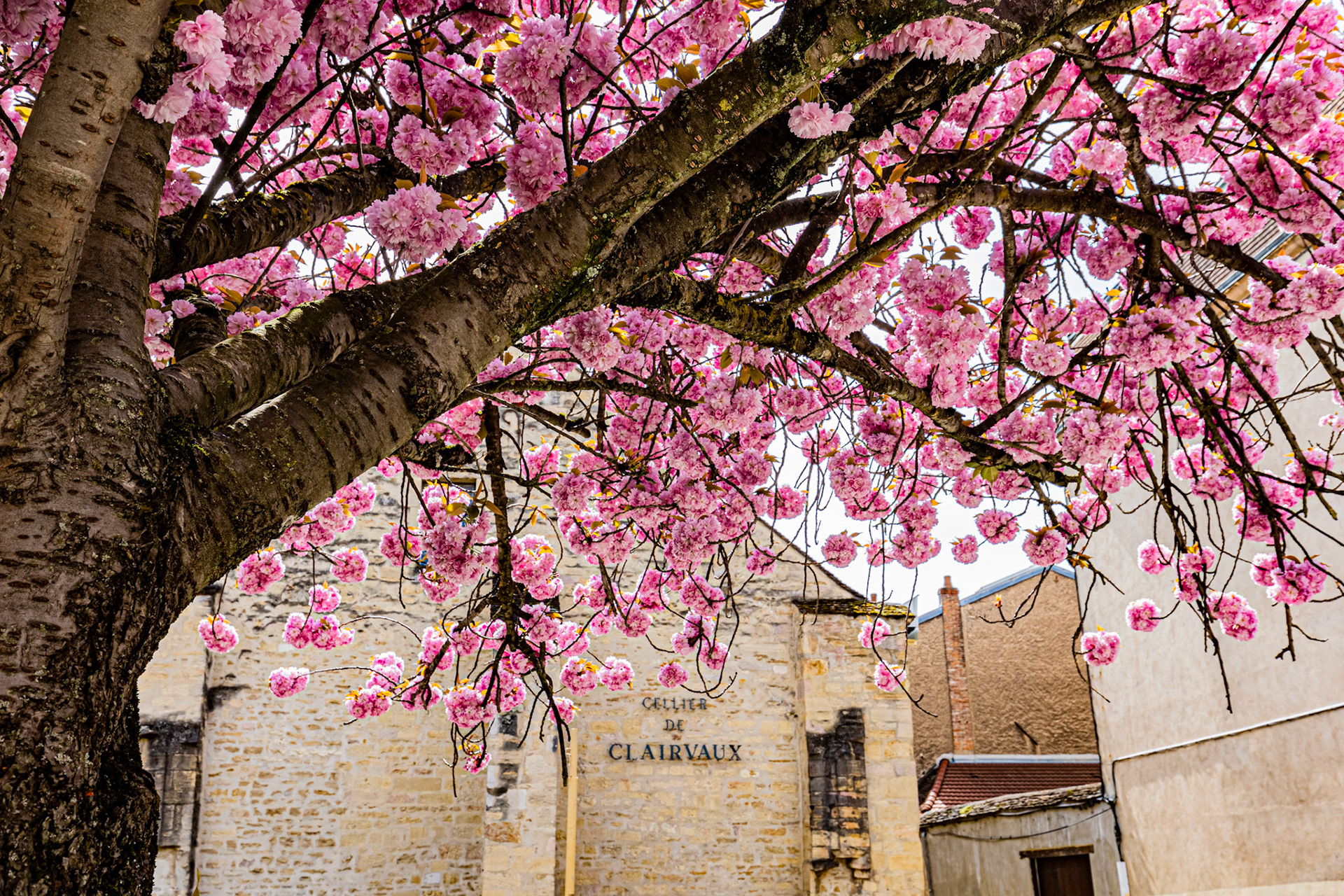 Cerisier en fleurs à Dijon devant le Cellier de Clairvaux
