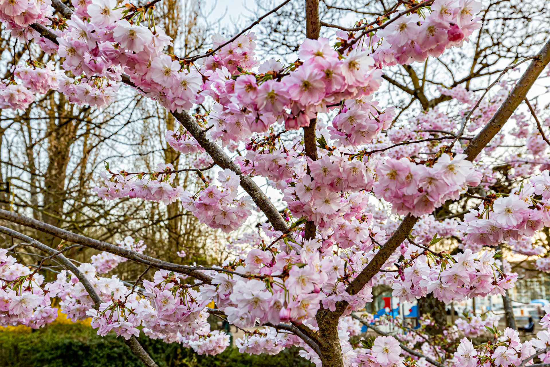 Cerisier du Japon en début de floraison