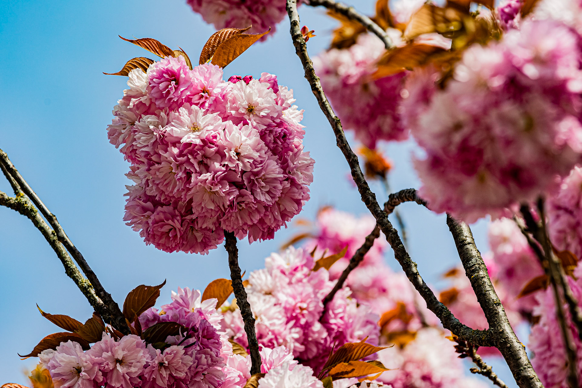 Cerisier en fleurs à Dijon devant le Cellier de Clairvaux