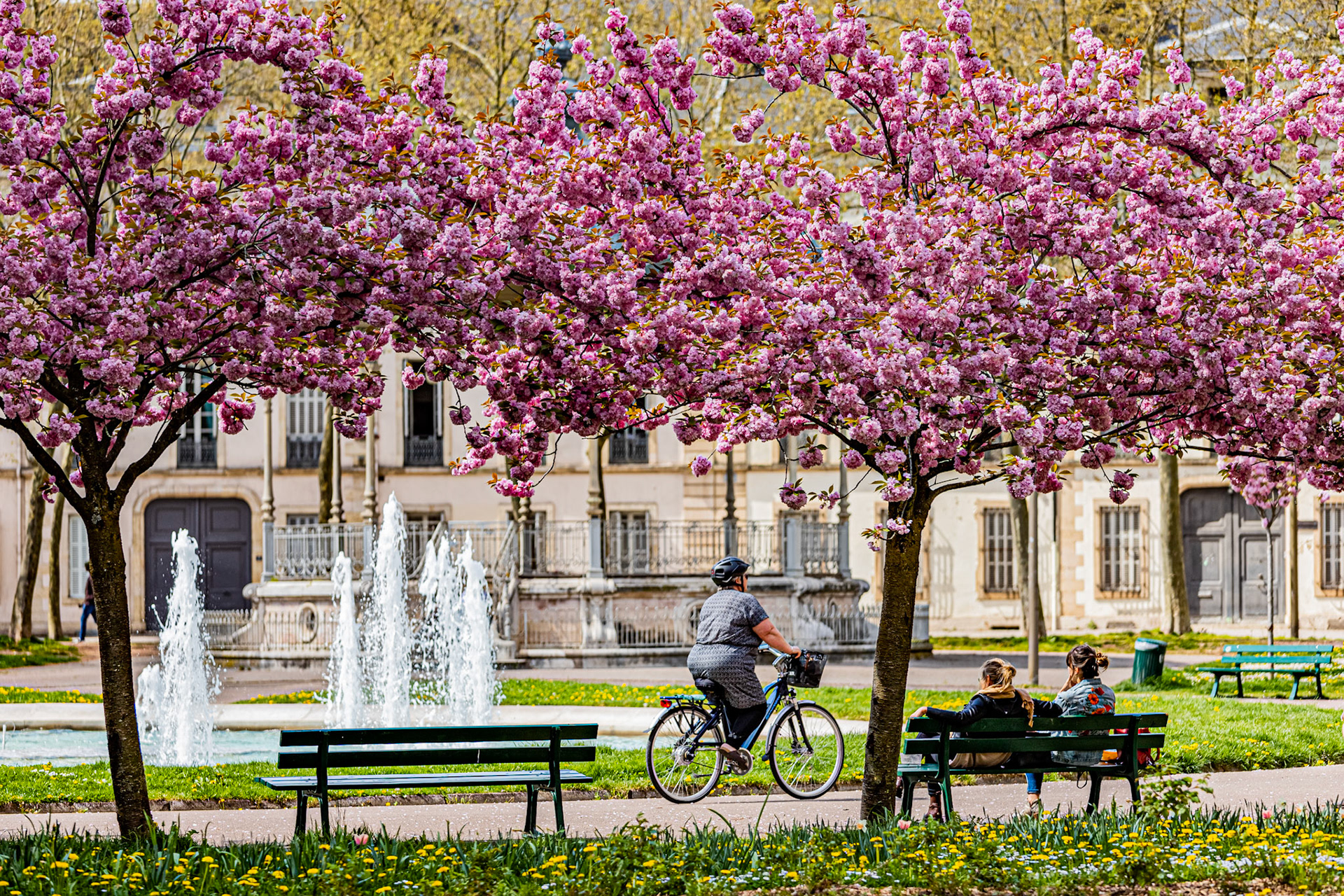 La place Wilson aux couleurs du printemps et ses cerisiers japonais en fleur.