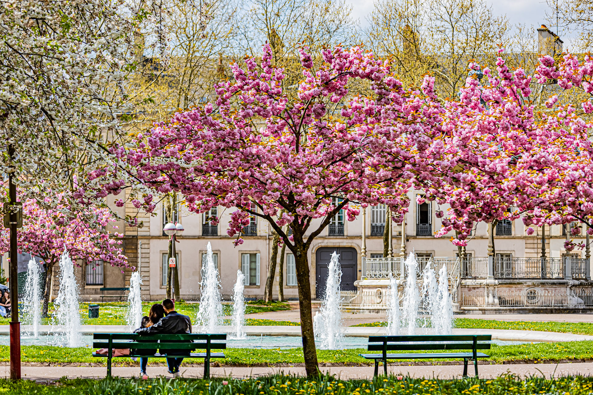La place Wilson aux couleurs du printemps et ses cerisiers japonais en fleur.