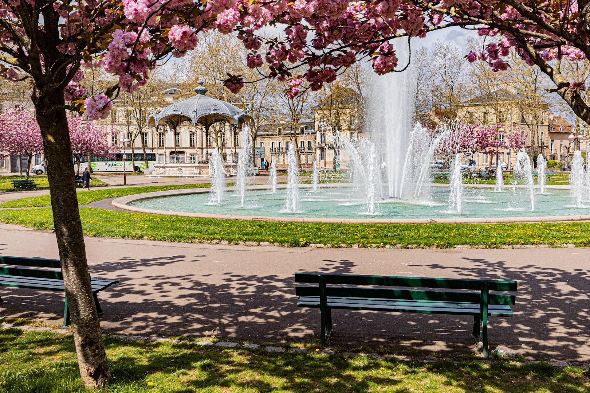 La place Wilson à Dijon aux couleurs du printemps et ses cerisiers japonais en fleur. La fontaine, le Kiosque, les bancs publics.