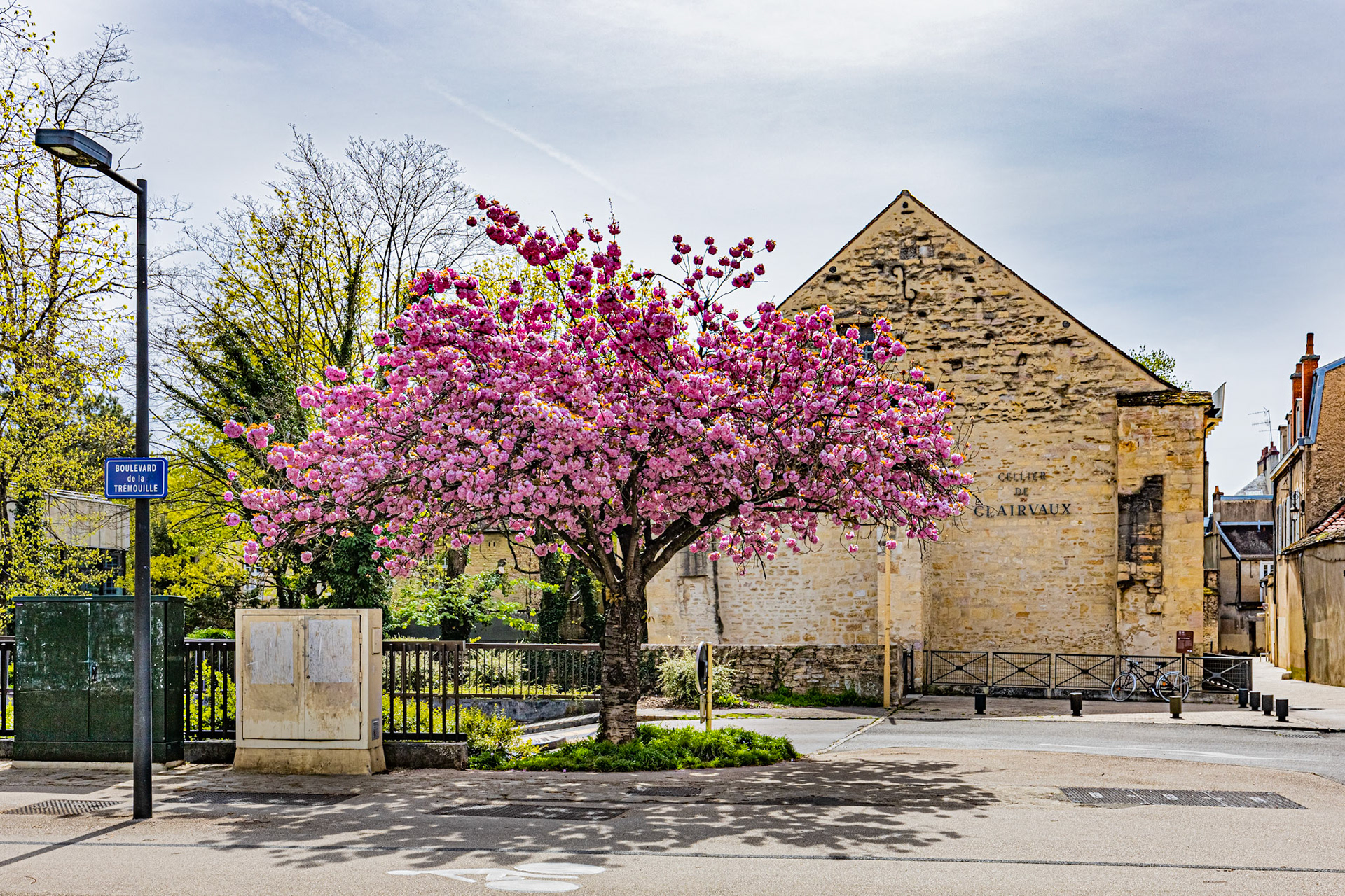 Cerisier en fleurs à Dijon devant le Cellier de Clairvaux et une cycliste qui passe devant.