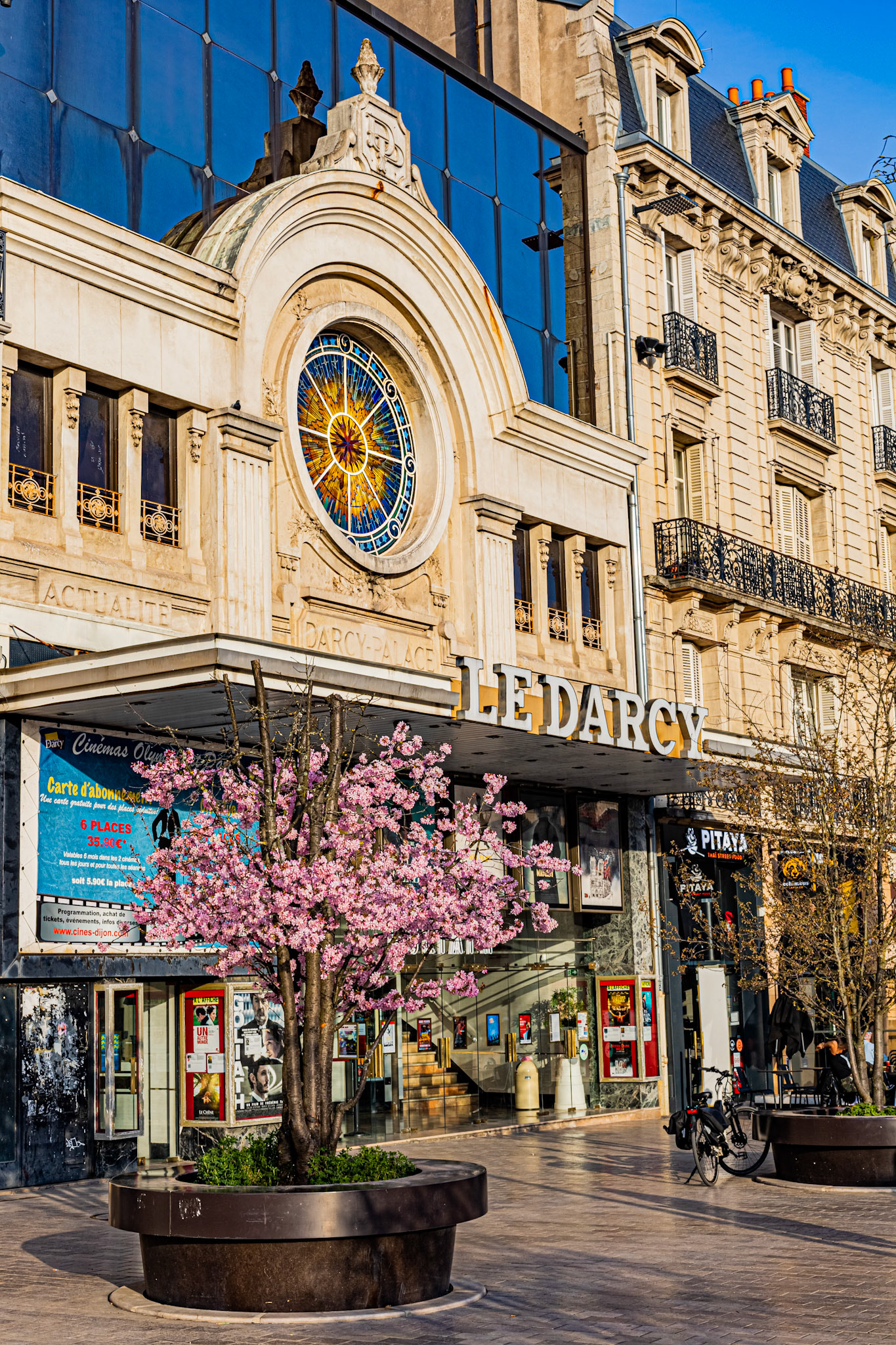 Sakura devant le cinéma Darcy à Dijon en fleur au début du printemps.