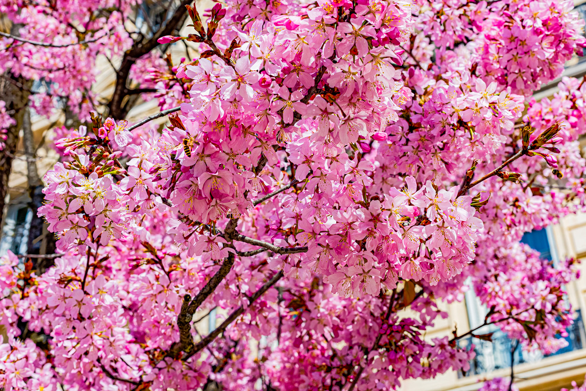 Sakura devant le cinéma Darcy à Dijon en fleur au début du printemps.