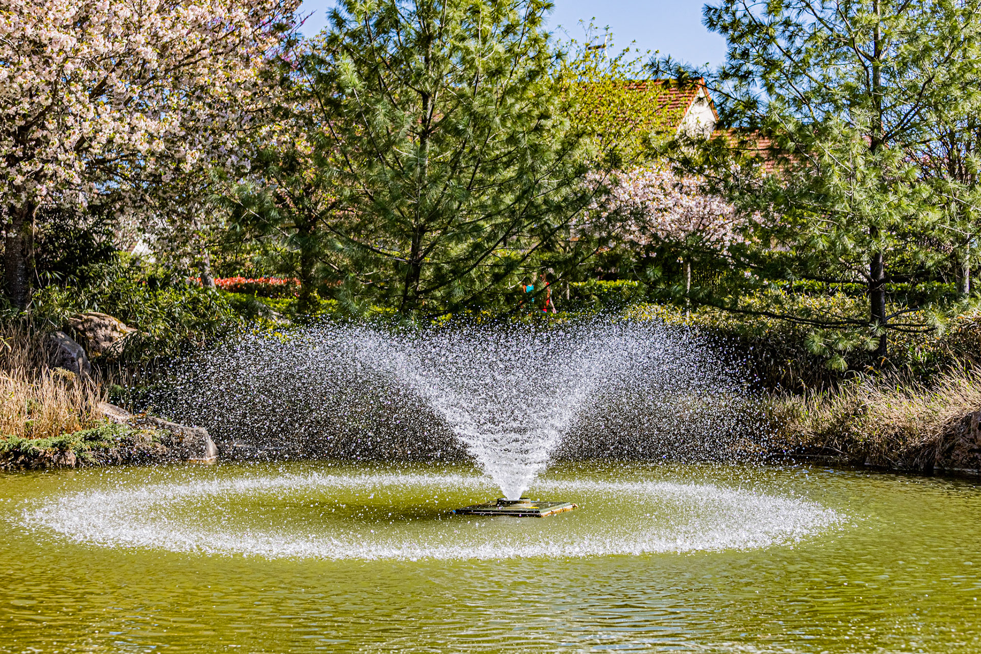 Le jardin japonais à Dijon aux couleurs du printemps.