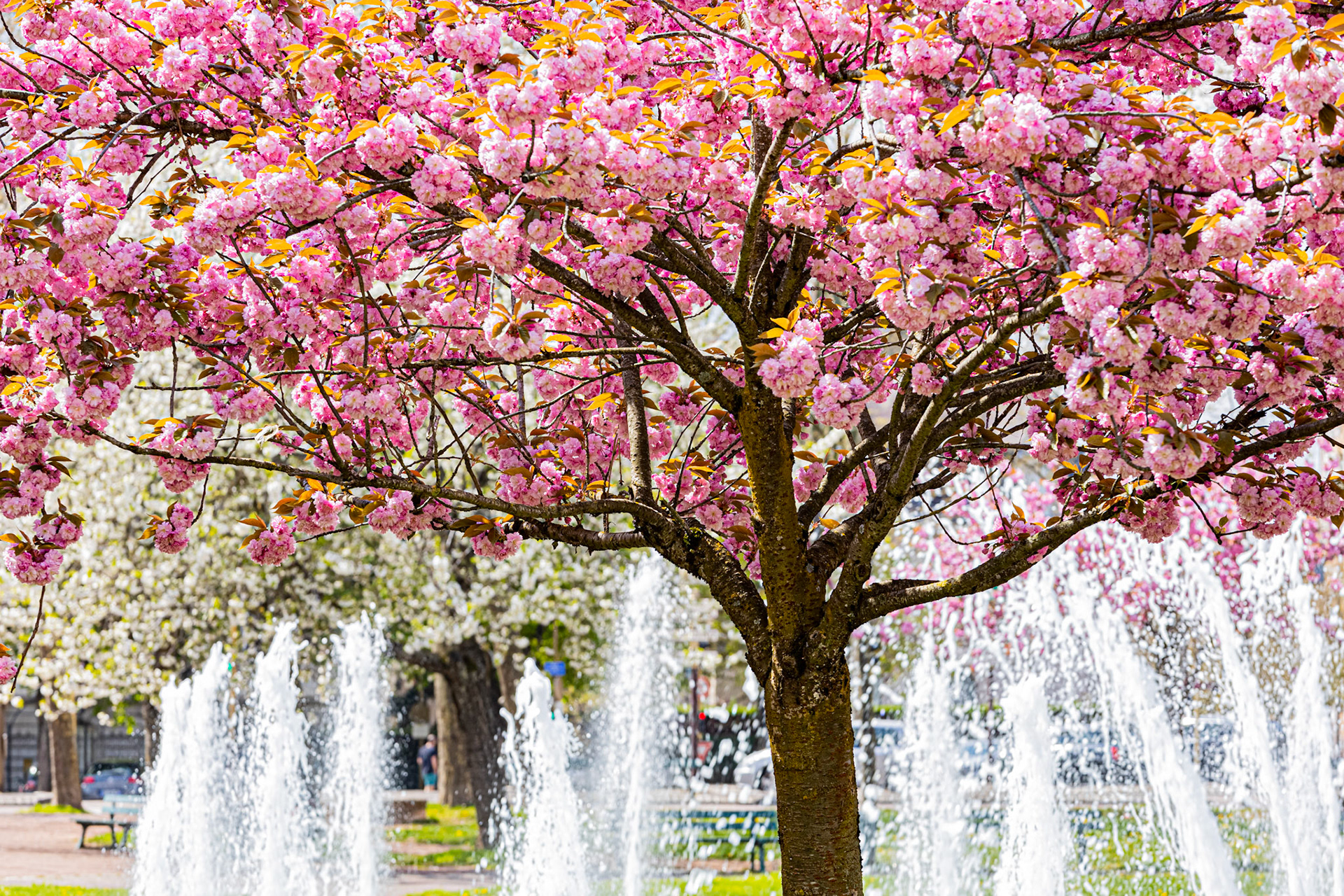 La place Wilson à Dijon aux couleurs du printemps et ses cerisiers japonais en fleur. La fontaine, le Kiosque, les bancs publics.