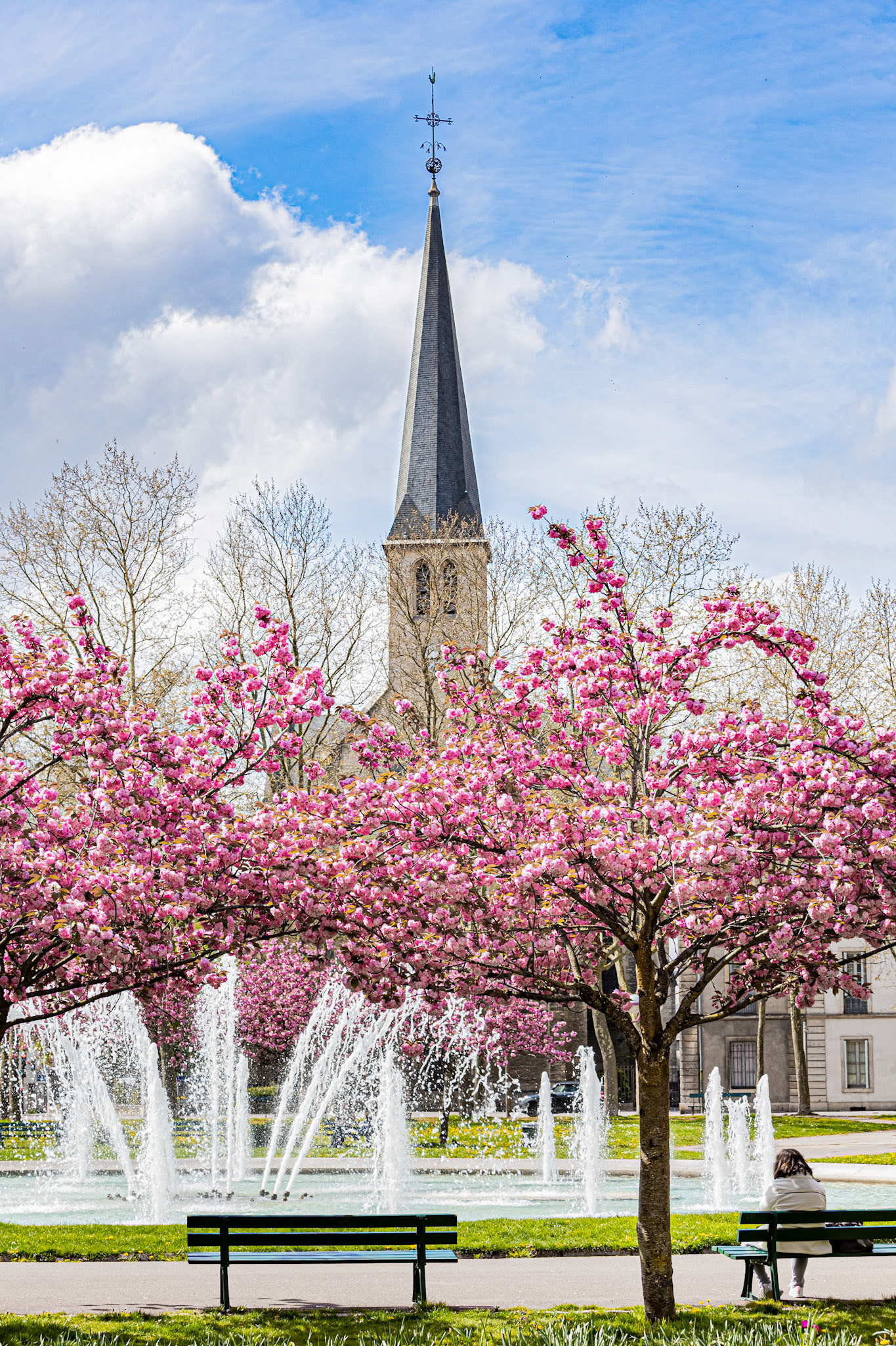 La place Wilson à Dijon aux couleurs du printemps et ses cerisiers japonais en fleur. La fontaine, le Kiosque, les bancs publics. Eglise Saint-Pierrre de Dijon.
