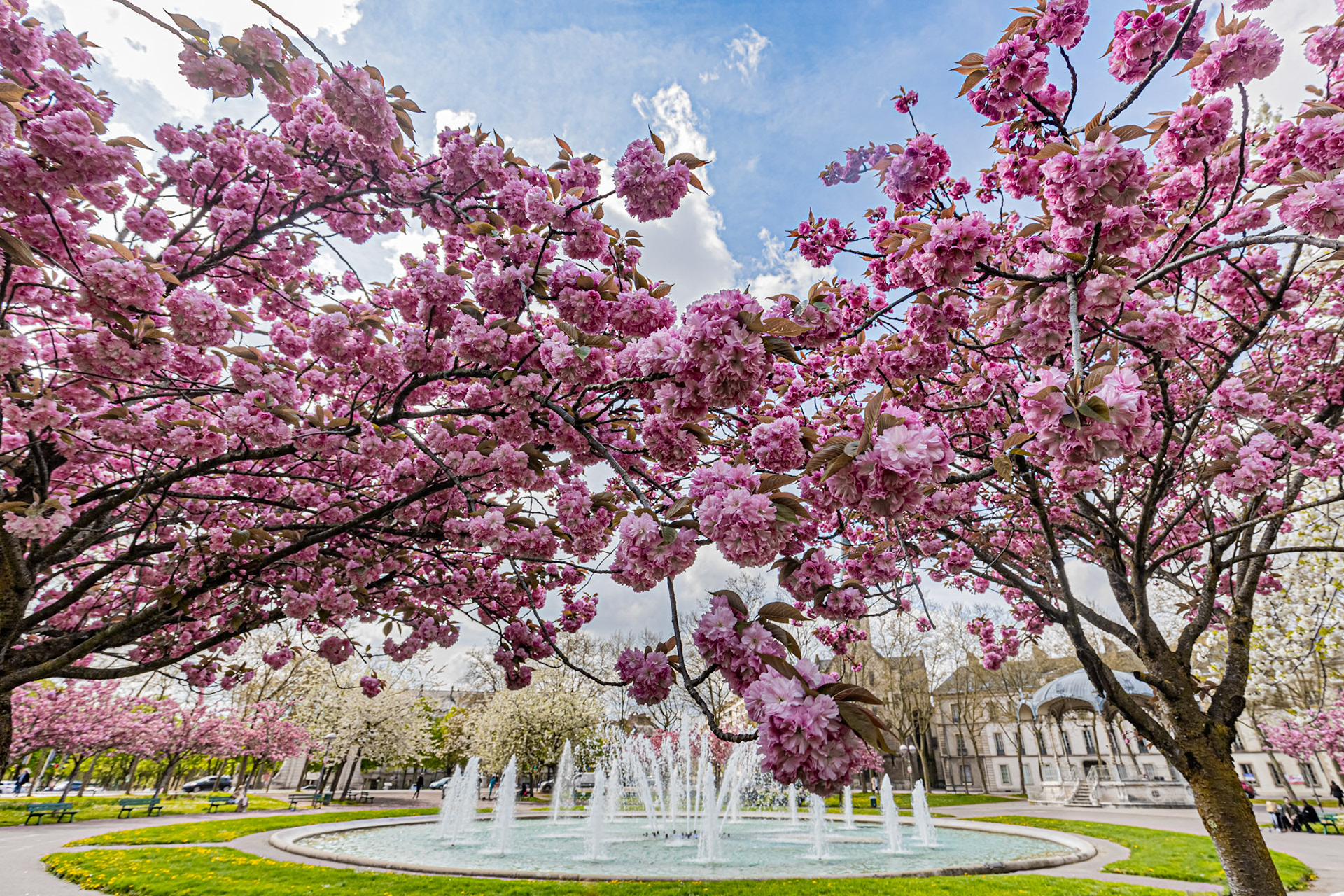 La place Wilson à Dijon aux couleurs du printemps et ses cerisiers japonais en fleur. La fontaine, le Kiosque, les bancs publics.