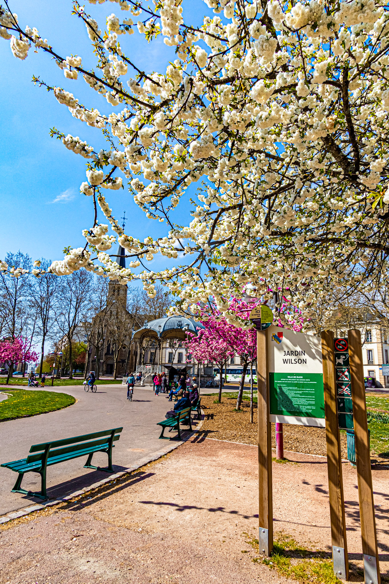 La place Wilson aux couleurs du printemps et ses cerisiers japonais en fleur.