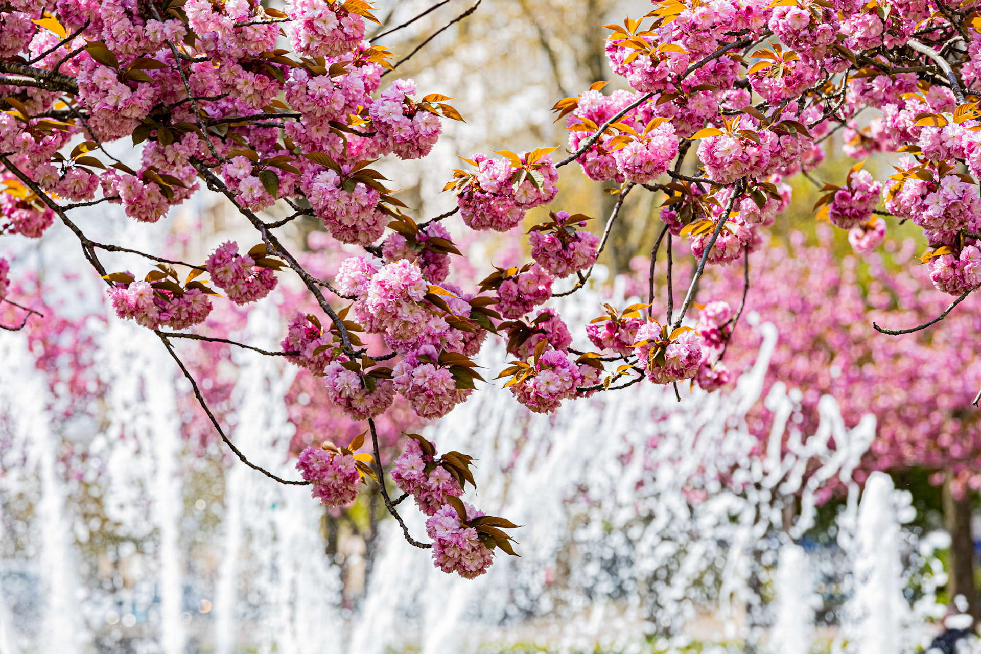 La place Wilson aux couleurs du printemps et ses cerisiers japonais en fleur.