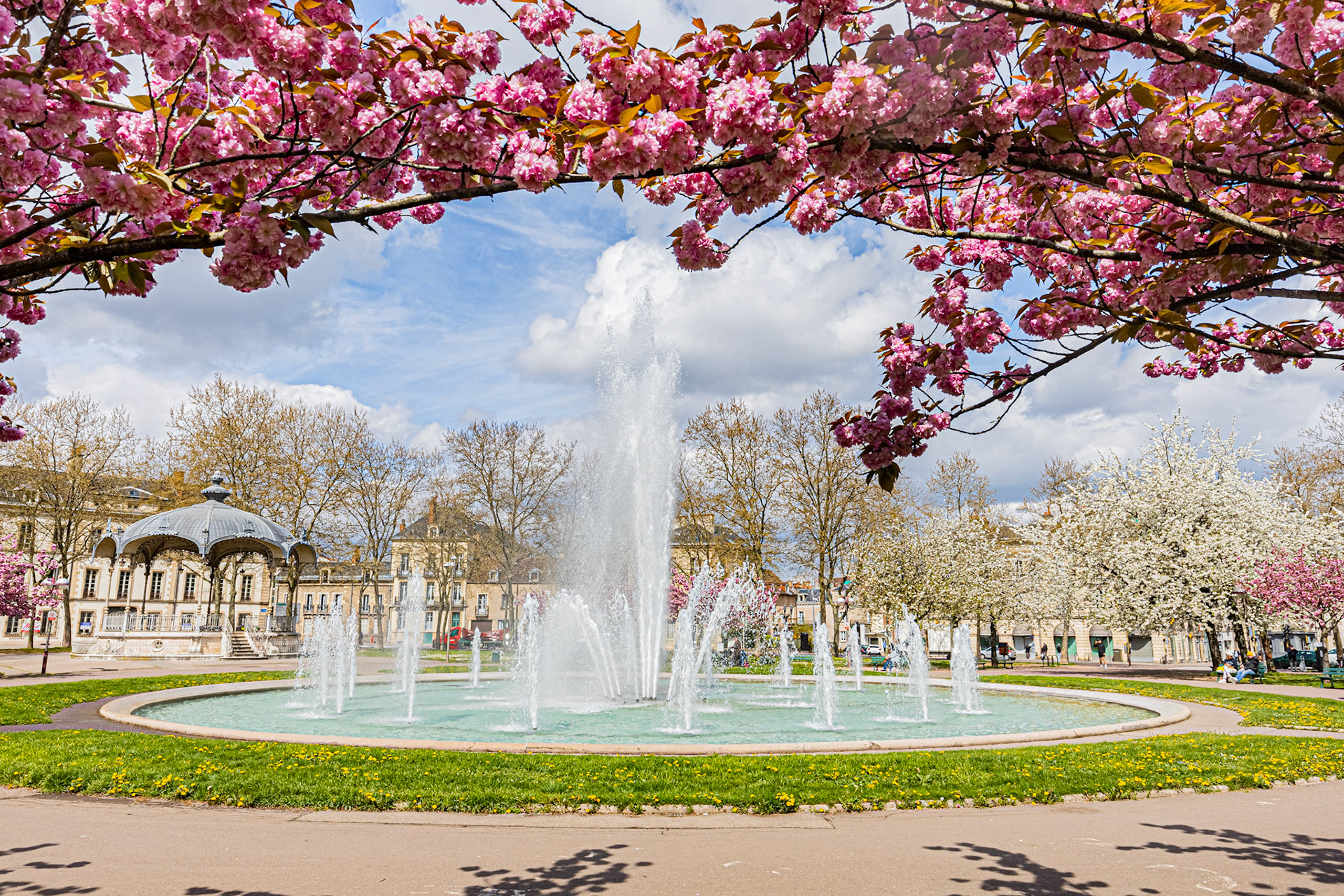 La place Wilson à Dijon aux couleurs du printemps et ses cerisiers japonais en fleur. La fontaine, le Kiosque, les bancs publics.