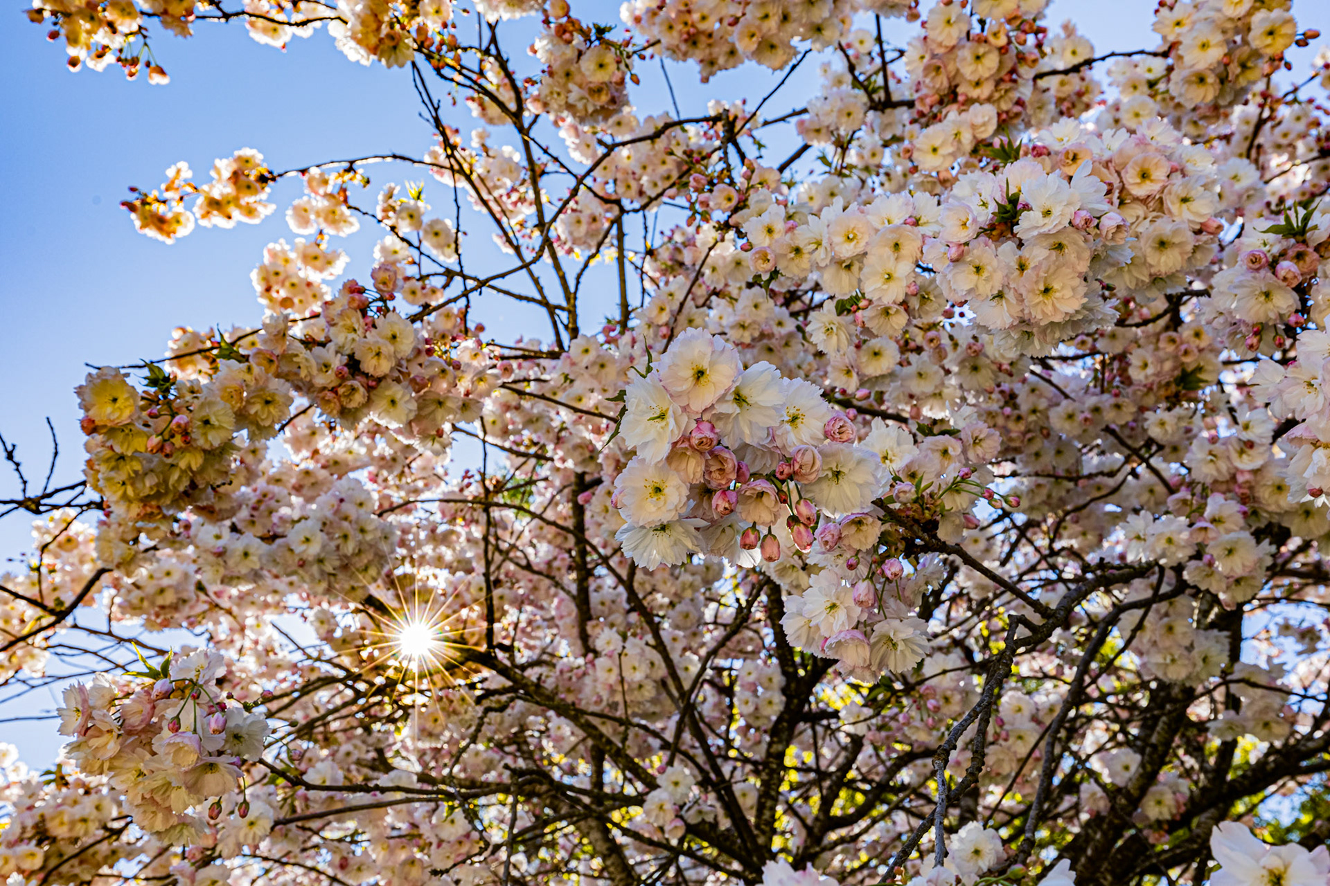 Le jardin japonais à Dijon aux couleurs du printemps.