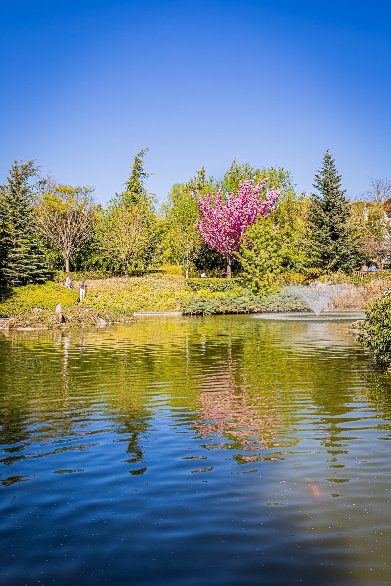 Le jardin japonais à Dijon aux couleurs du printemps.