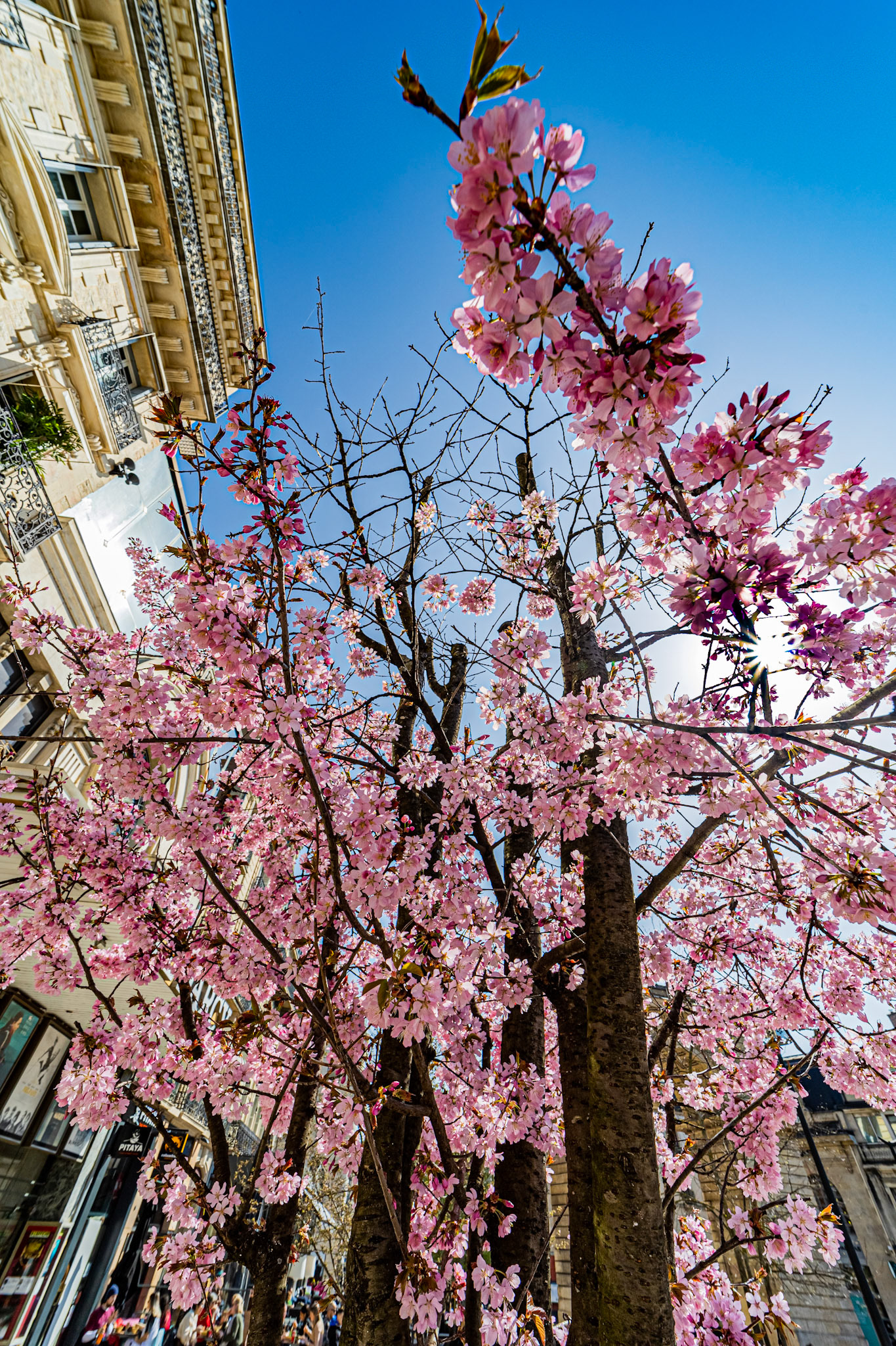 Sakura devant le cinéma Darcy à Dijon en fleur au début du printemps.