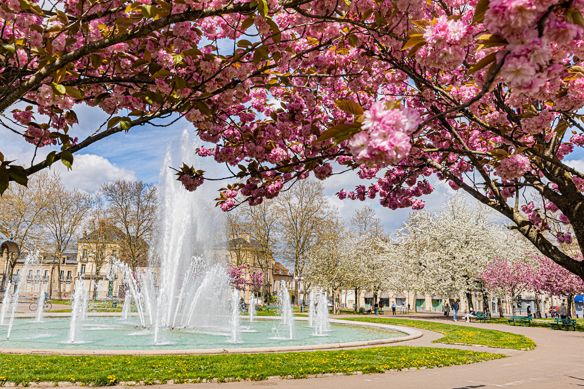 La place Wilson à Dijon aux couleurs du printemps et ses cerisiers japonais en fleur. La fontaine, le Kiosque, les bancs publics.