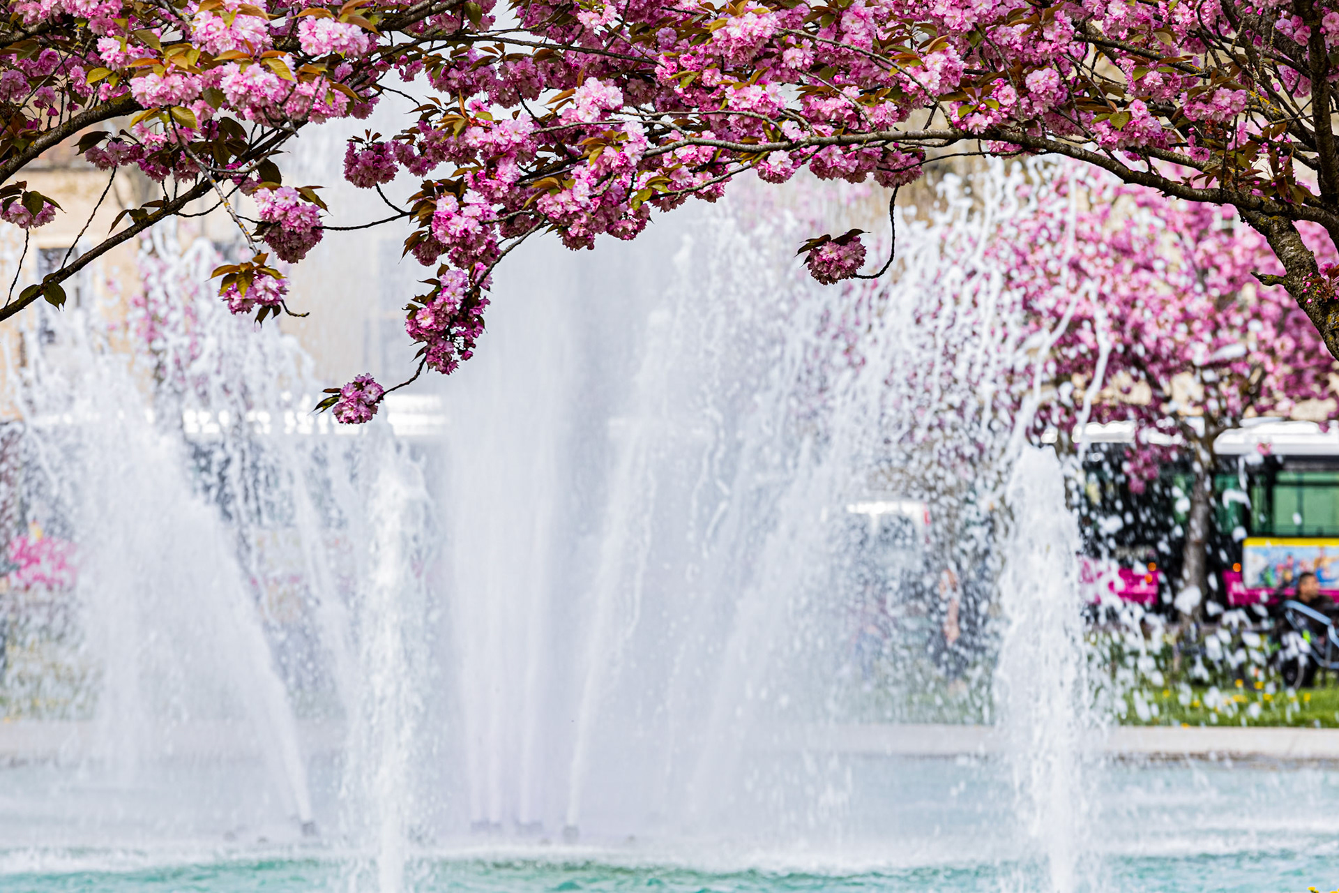 La place Wilson aux couleurs du printemps et ses cerisiers japonais en fleur.