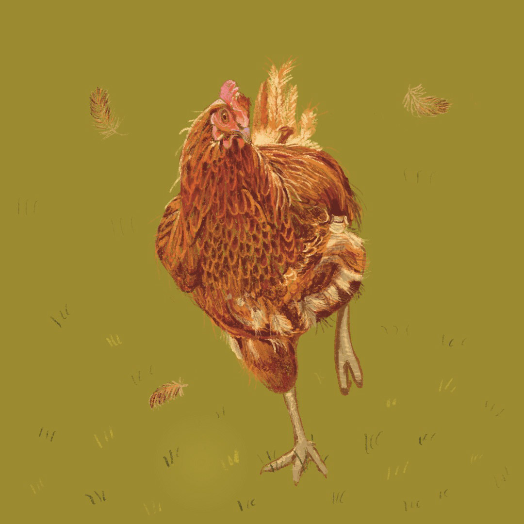 Chicken Run, Procreate.