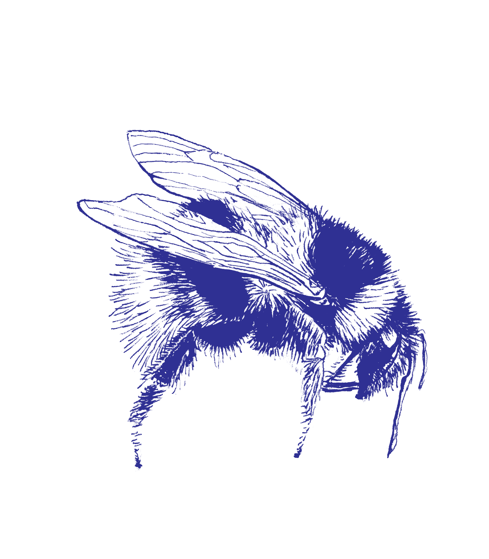 Bumble Bee, pen