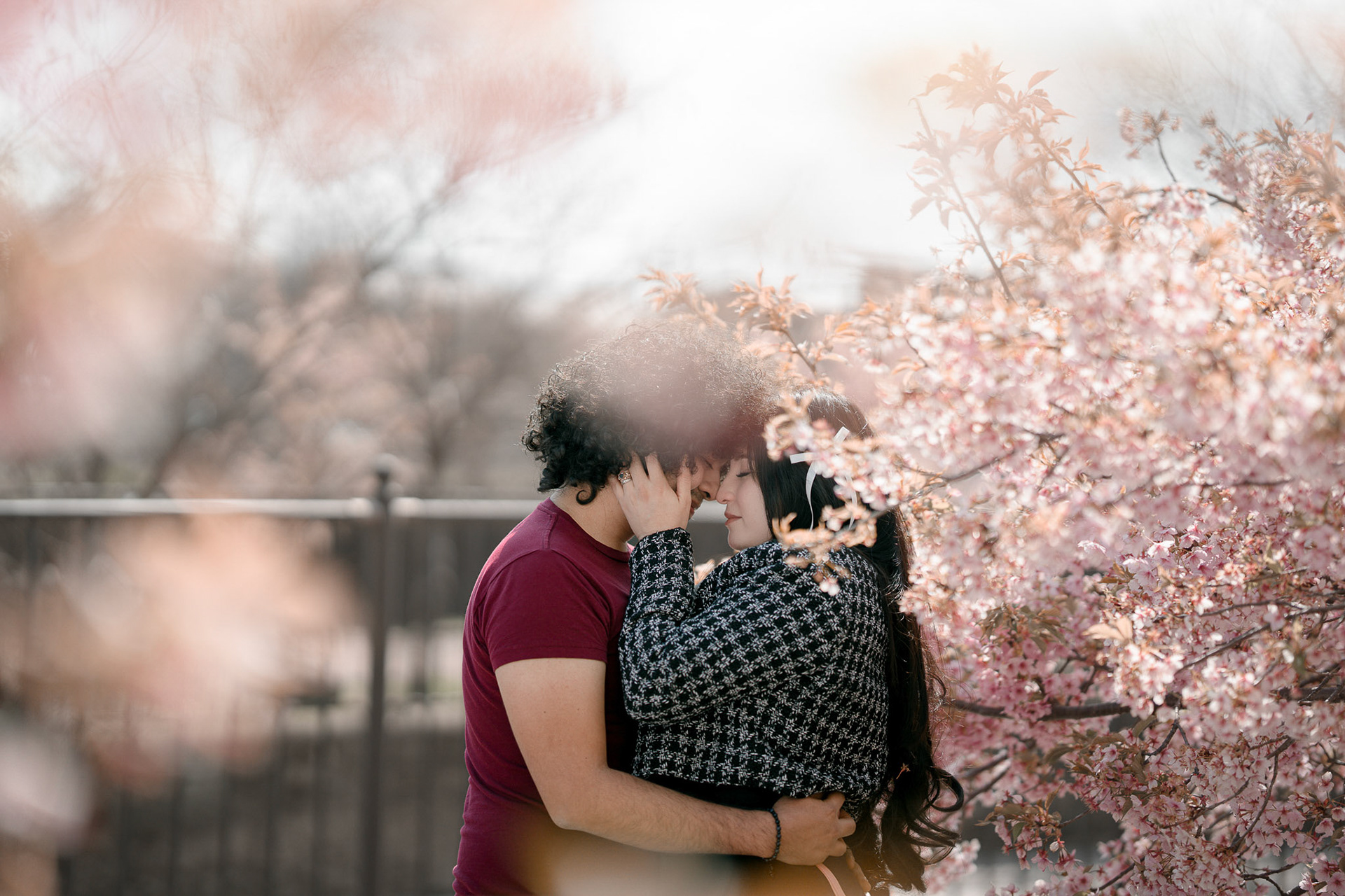 Sakura River (High Noon)