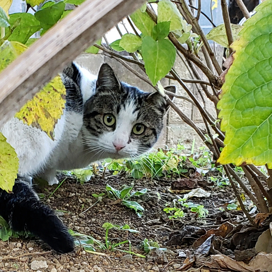 Zoshigaya Cemetery -  雑司ヶ谷霊園