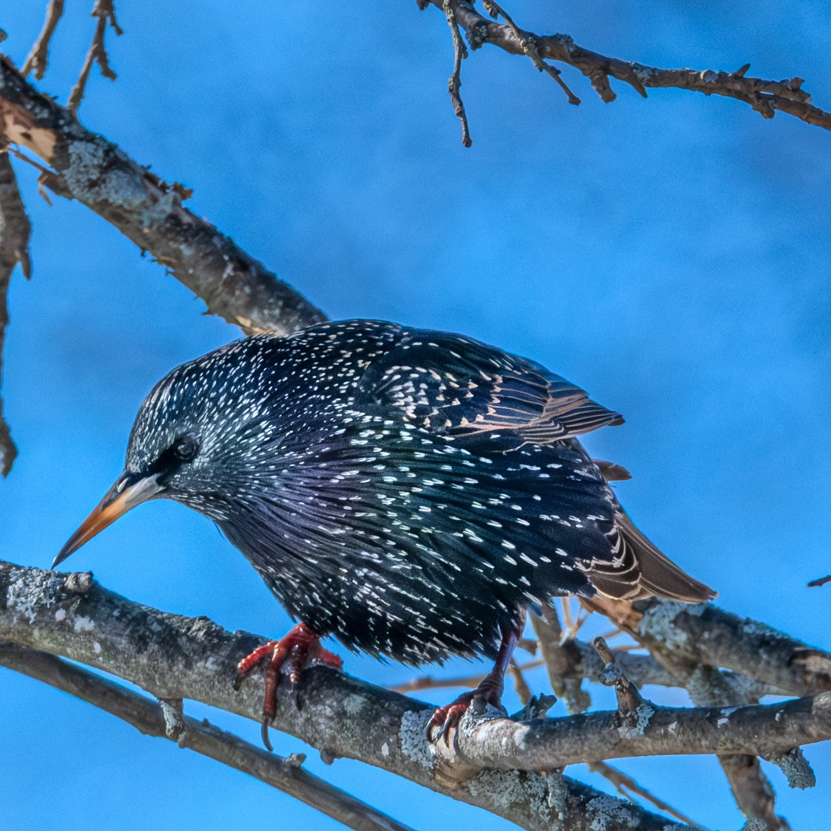 European Starling - Belle Isle Salt Marsh - Boston