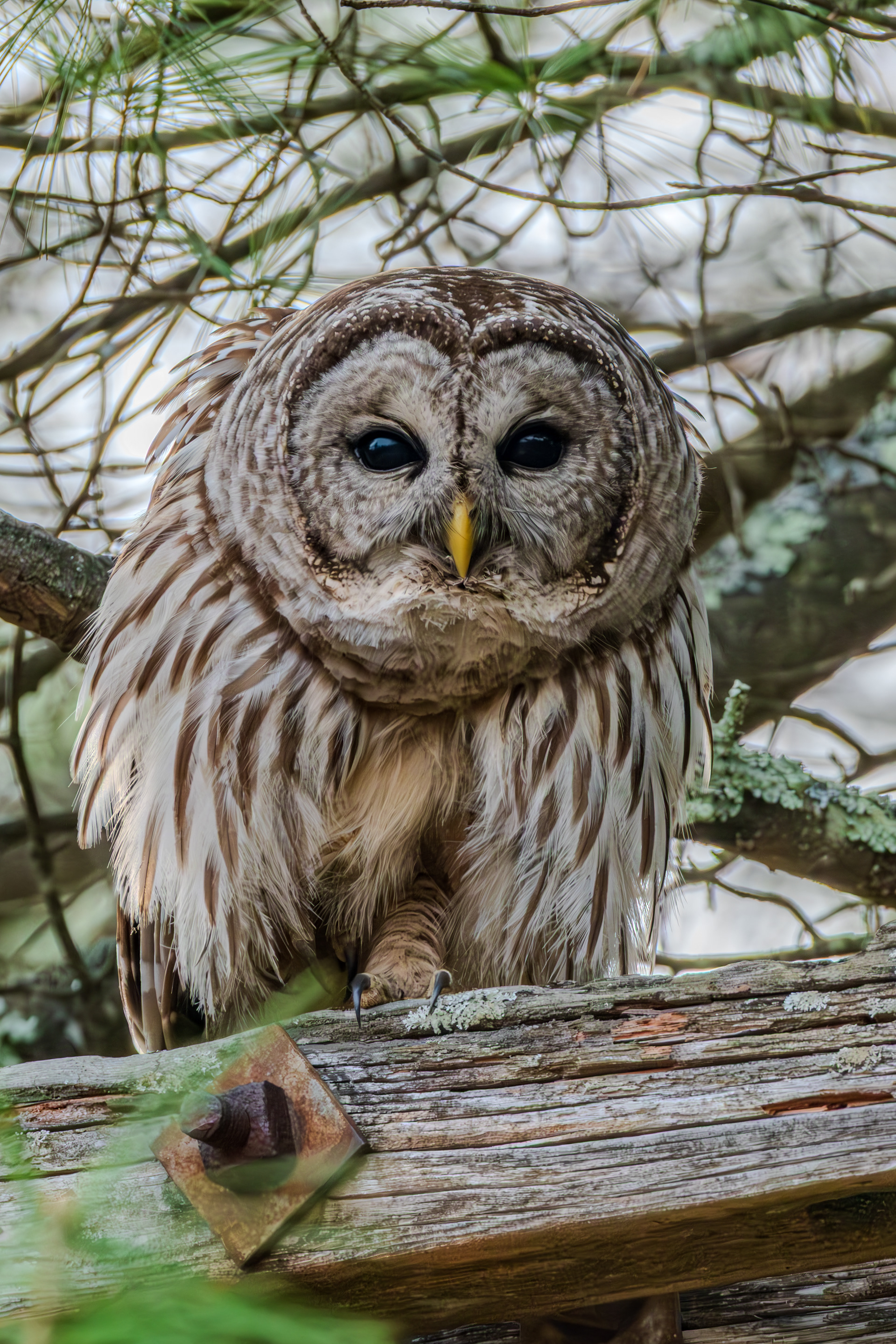 Barred Owl Assabet National Wildlife Refuge