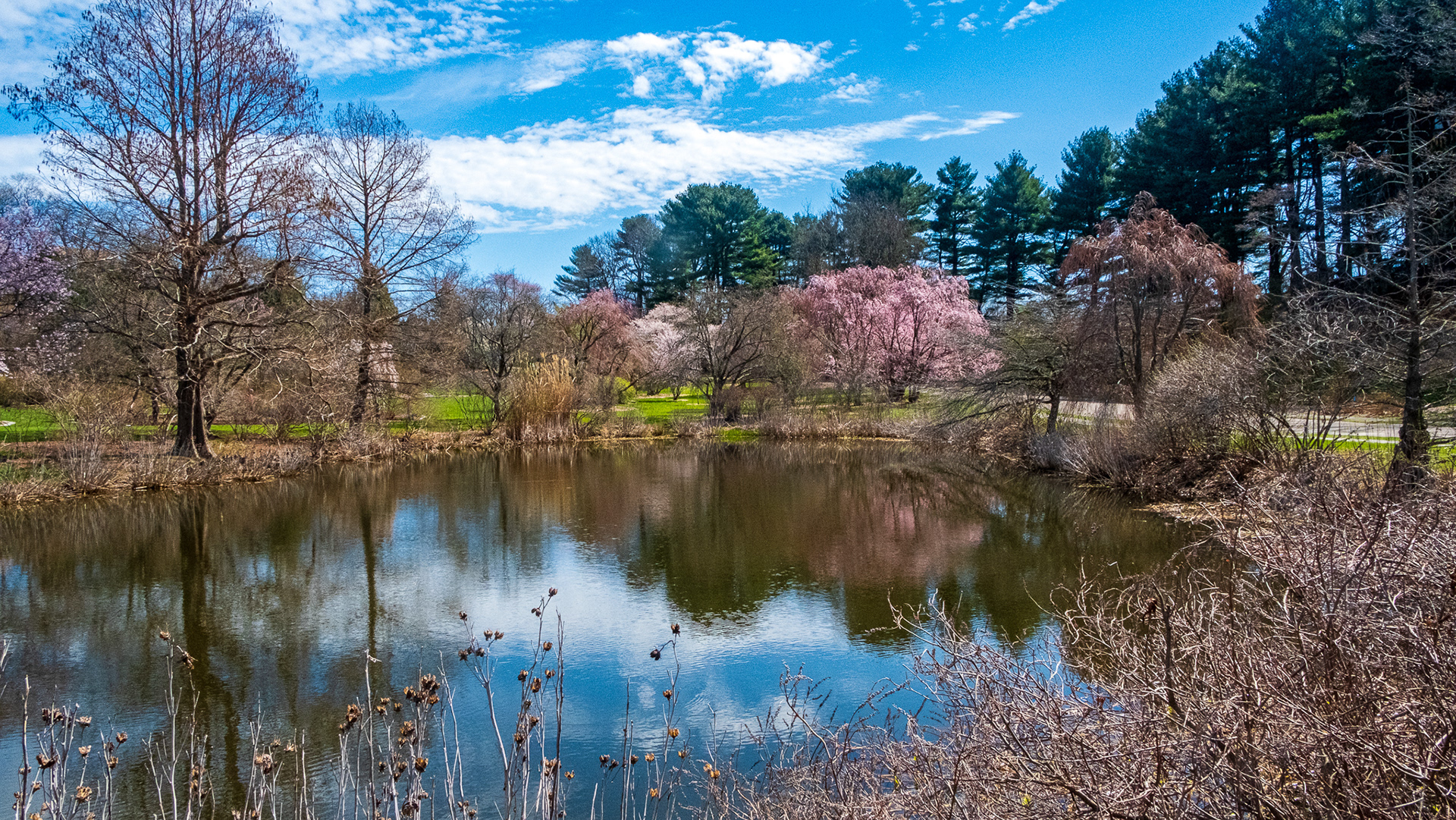Arnold Arboretum Jamaica Plain, Massachusetts 