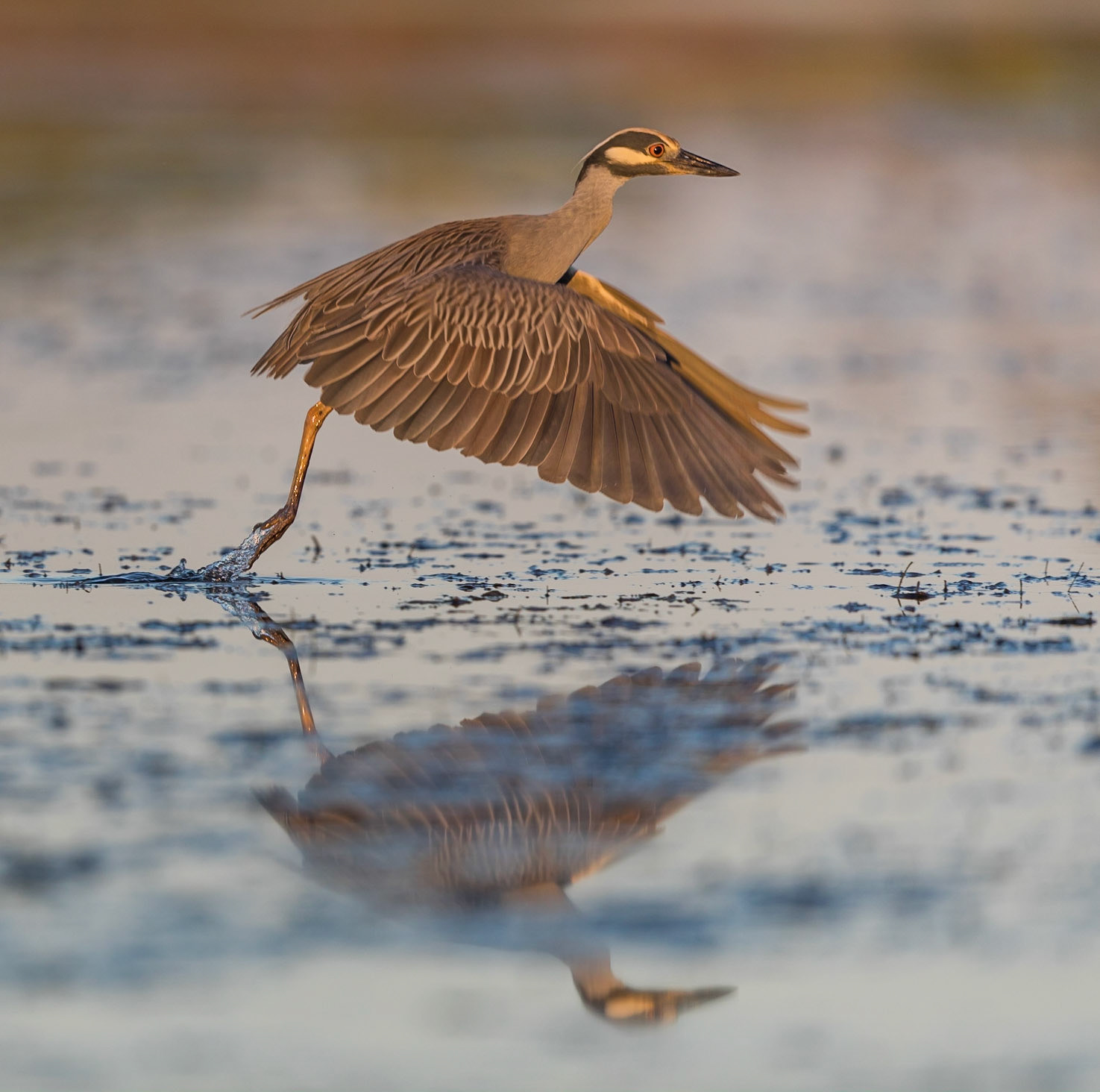 Published National Geographic 