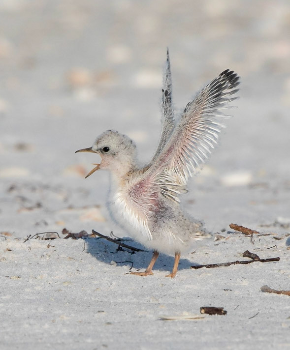  Least Tern Chick