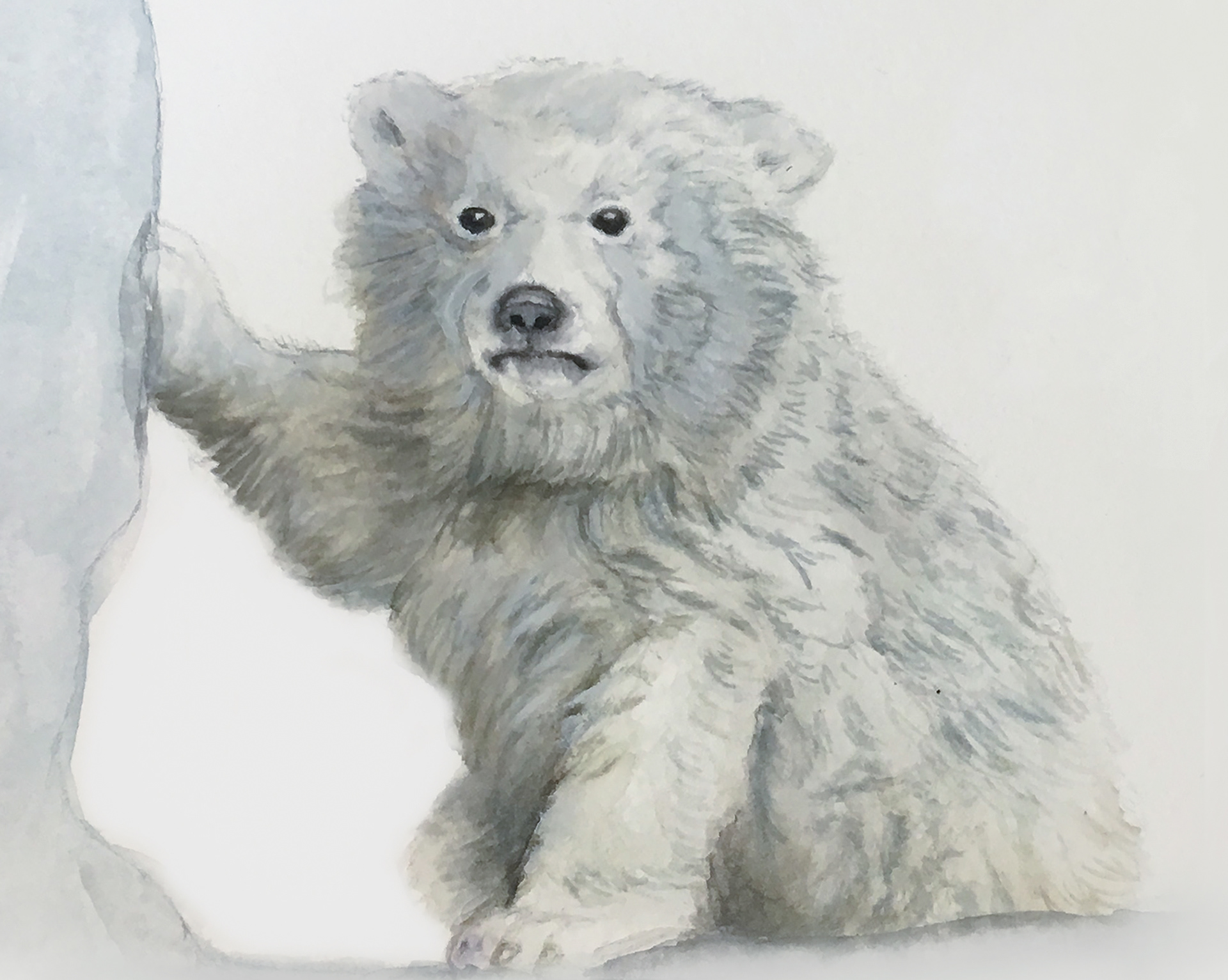 Polar Bear Cub - Watercolour and Pencil