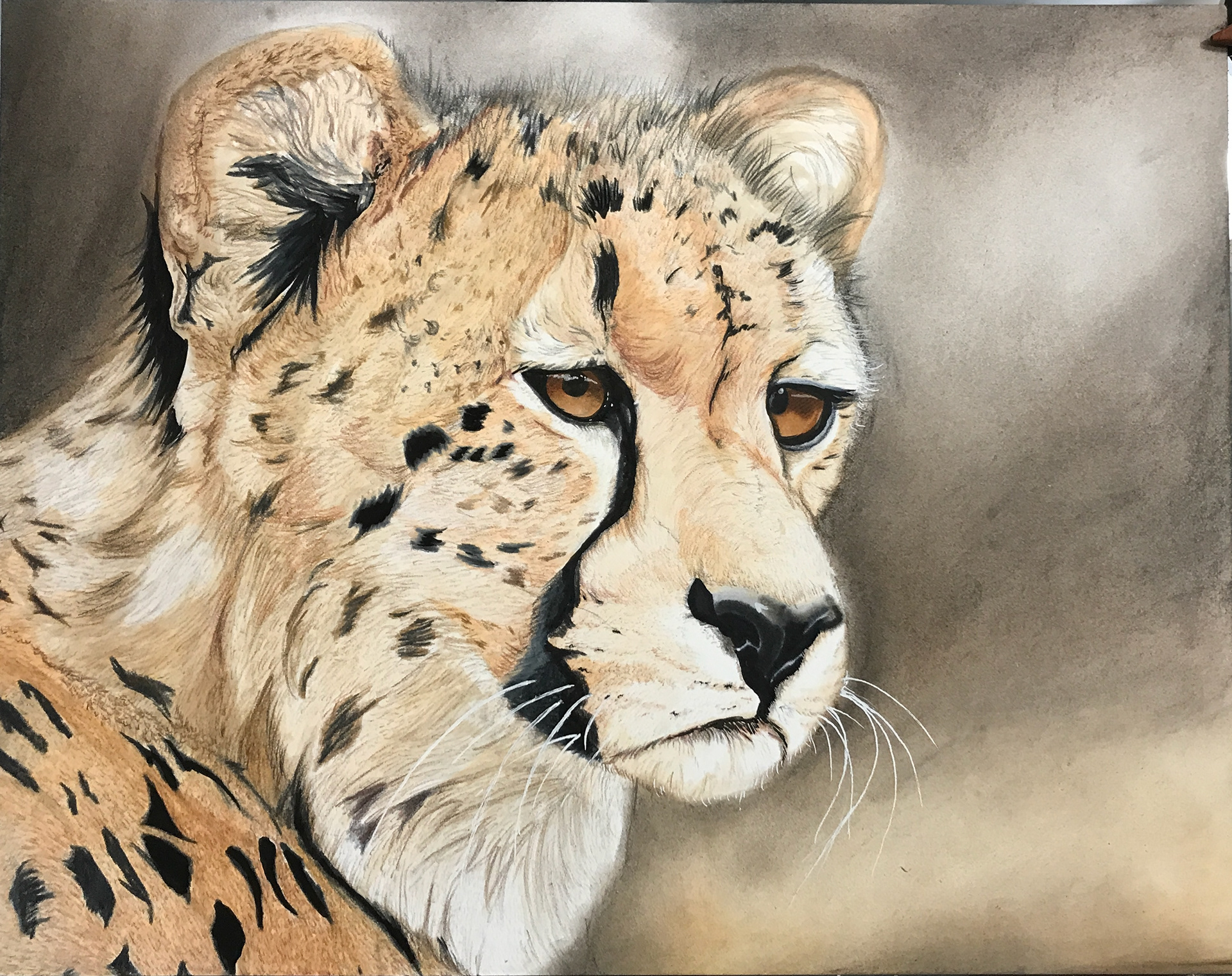 Cheetah - Copic Marker, Pencil Crayon, Chalk Pastel