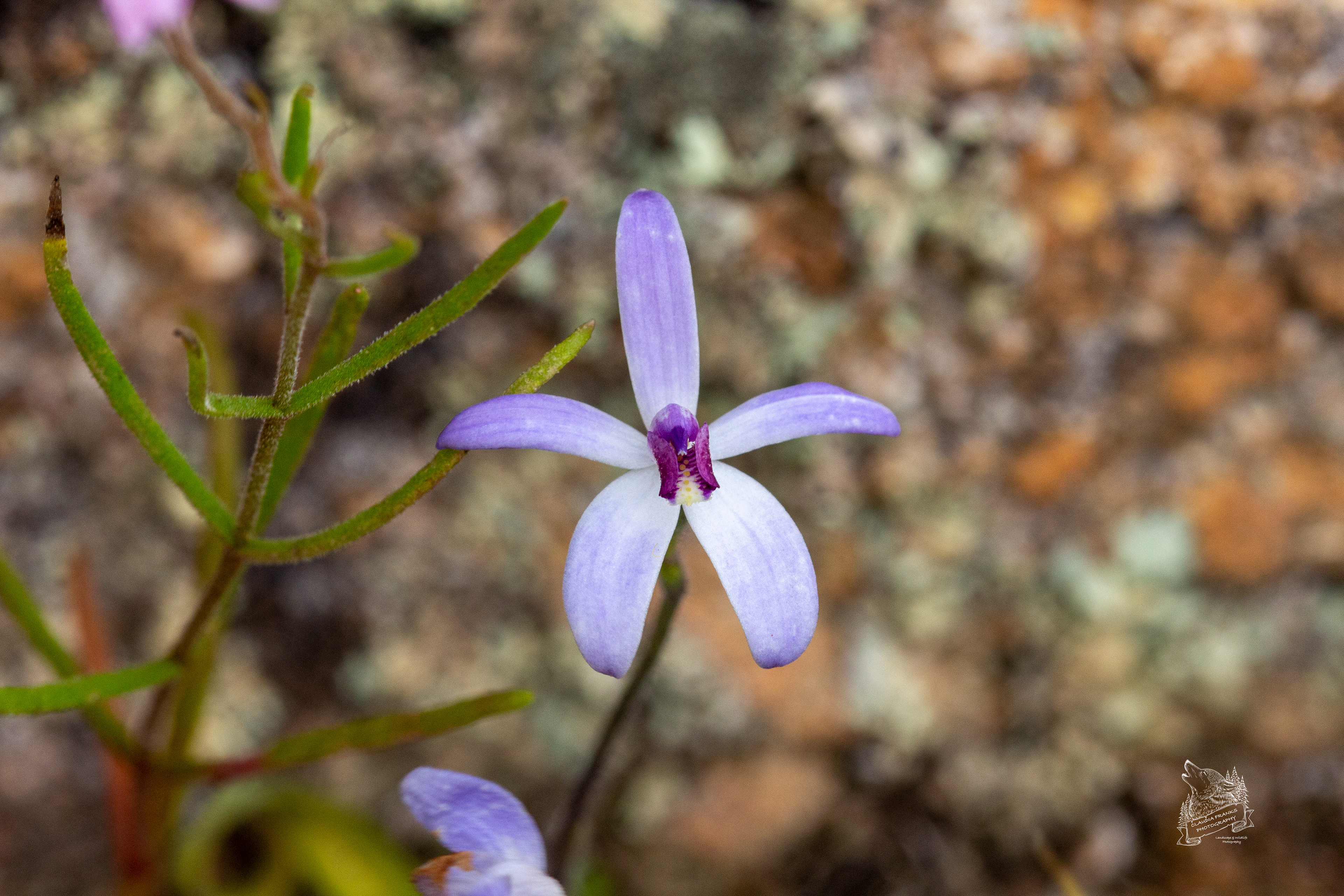 Dainty Blue Orchid - FL54